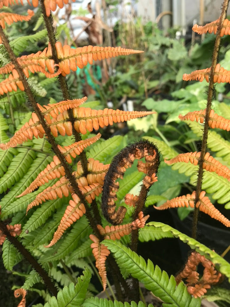 Dryopteris wallichiana 'Jurassic Gold'