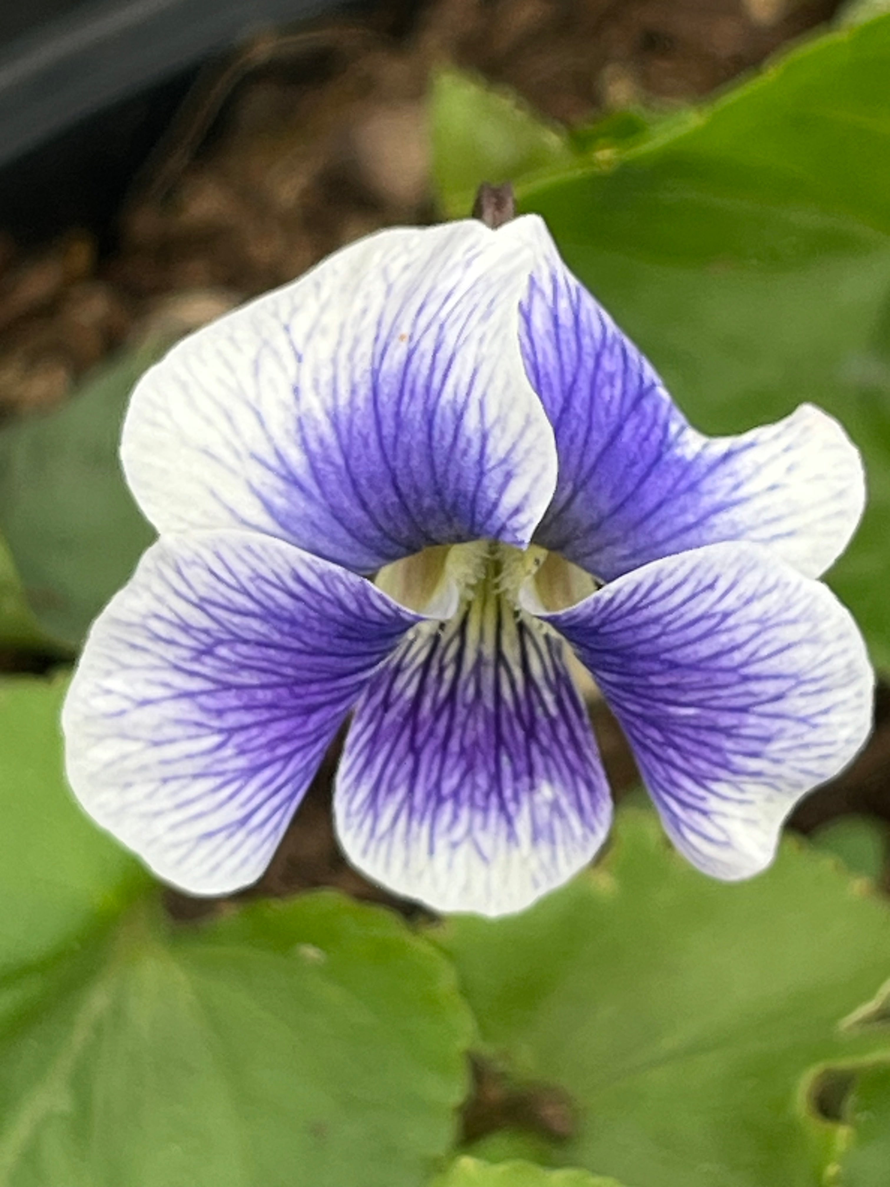Viola sororia ‘Priceana’