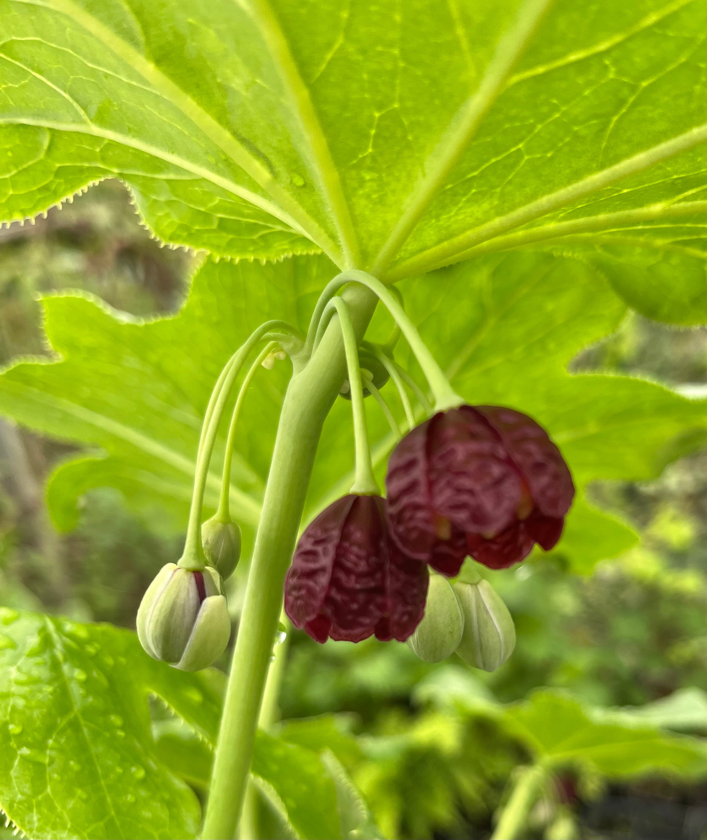 Podophyllum mairei