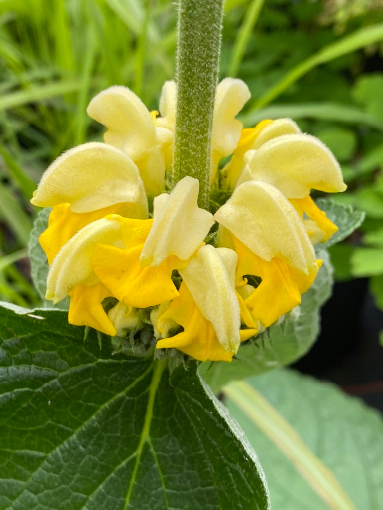 Phlomis russeliana AGM