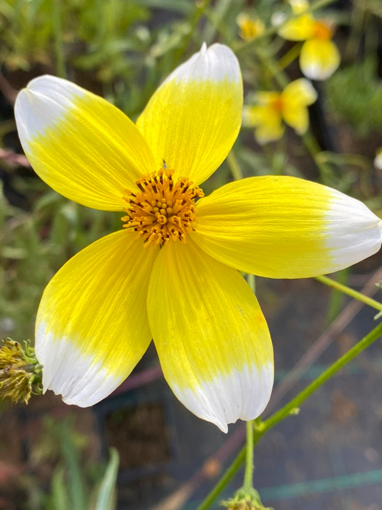 Bidens aurea 'Hannay's Lemon Drop'