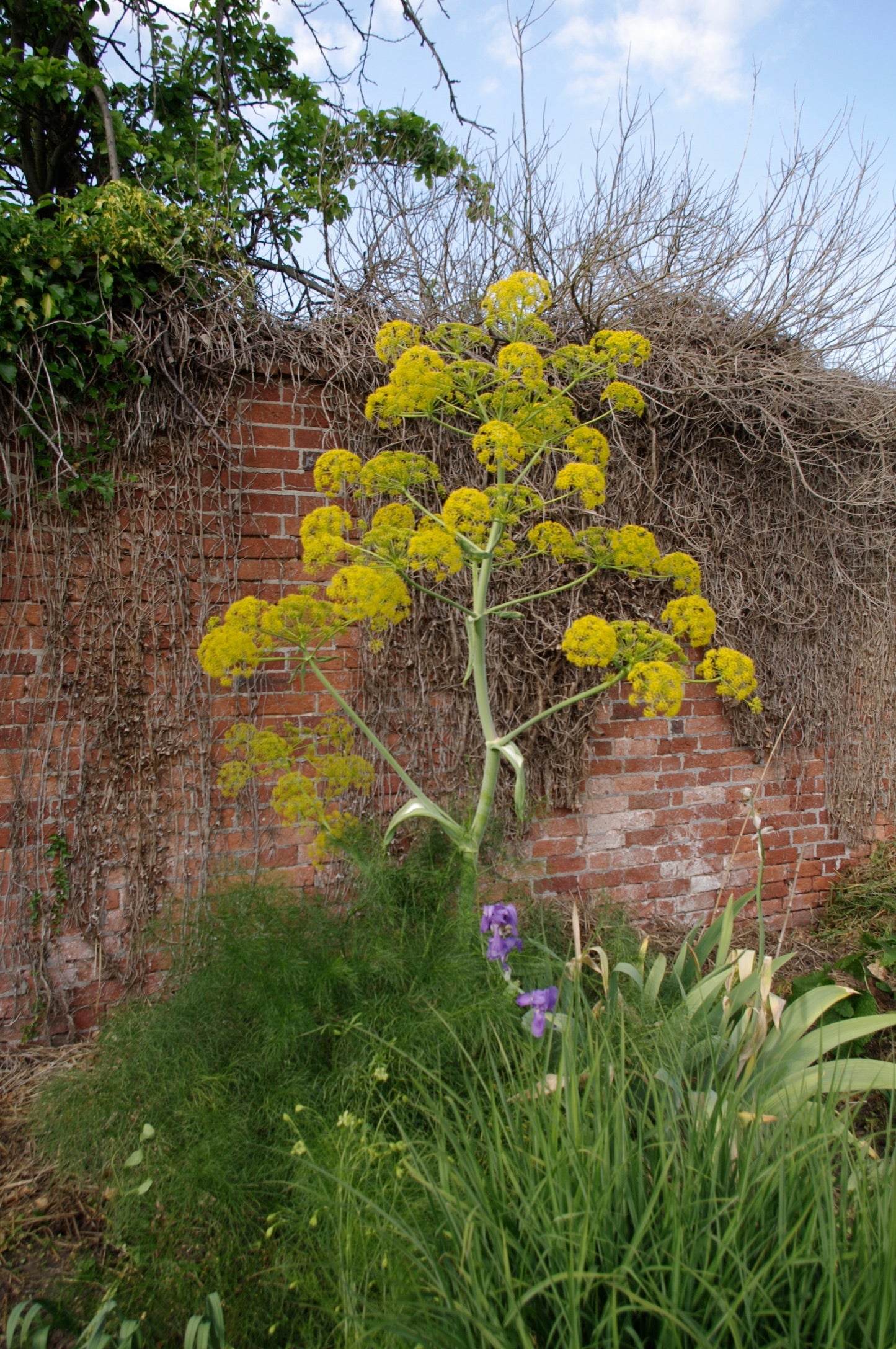 Ferula communis