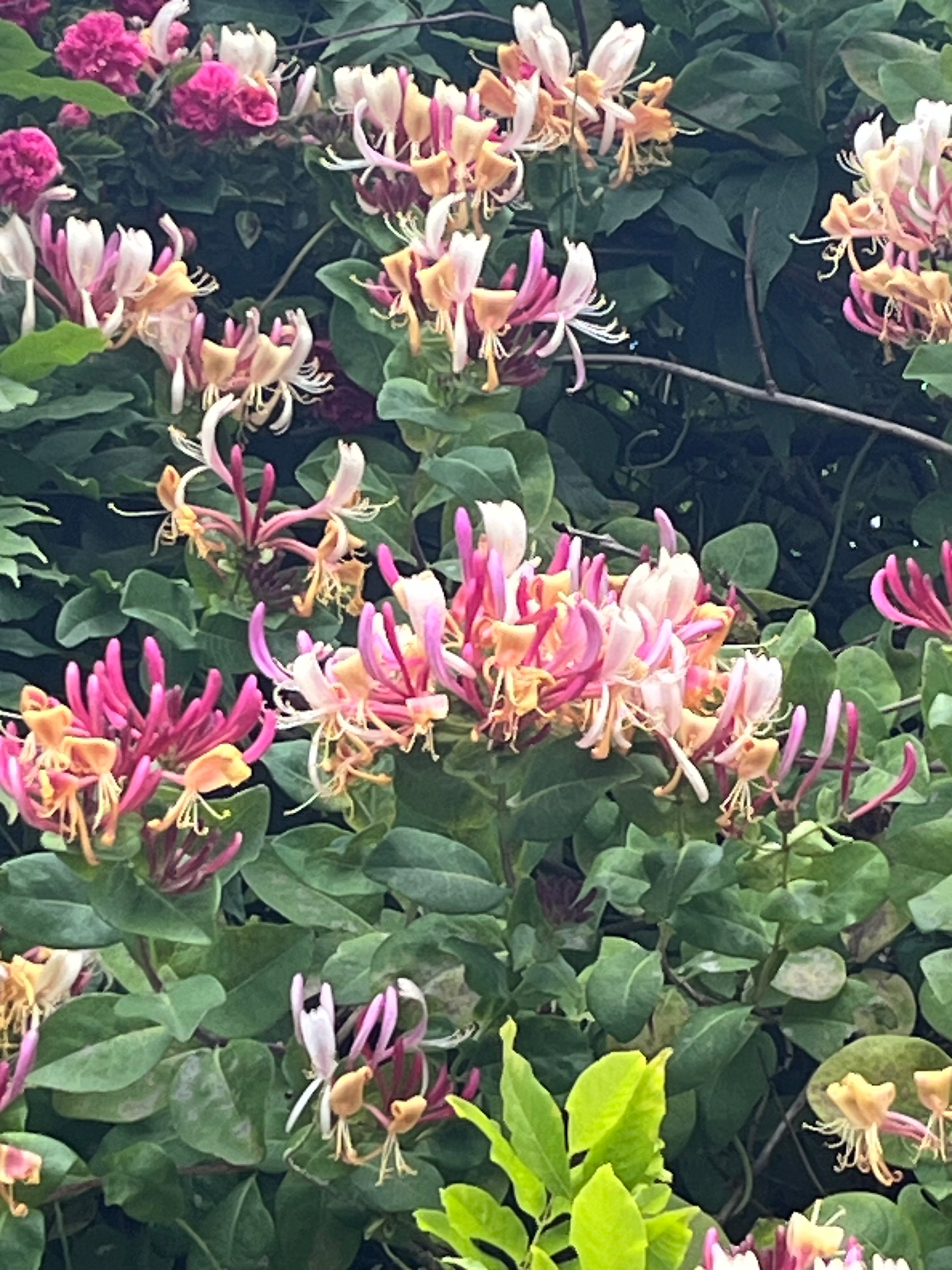 Lonicera periclymenum 'Serotina'