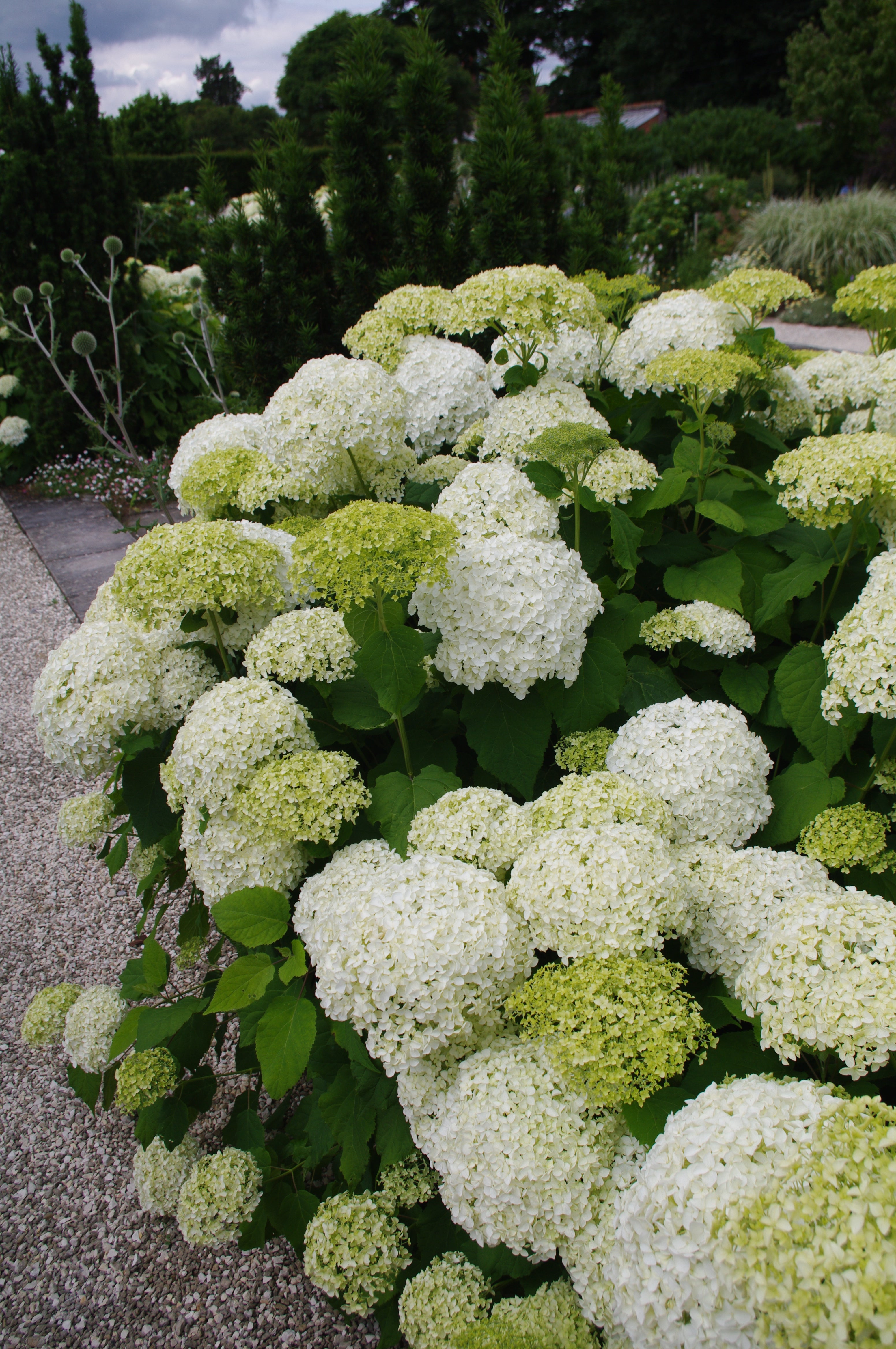 Hydrangea arborescens ‘Annabelle’ AGM