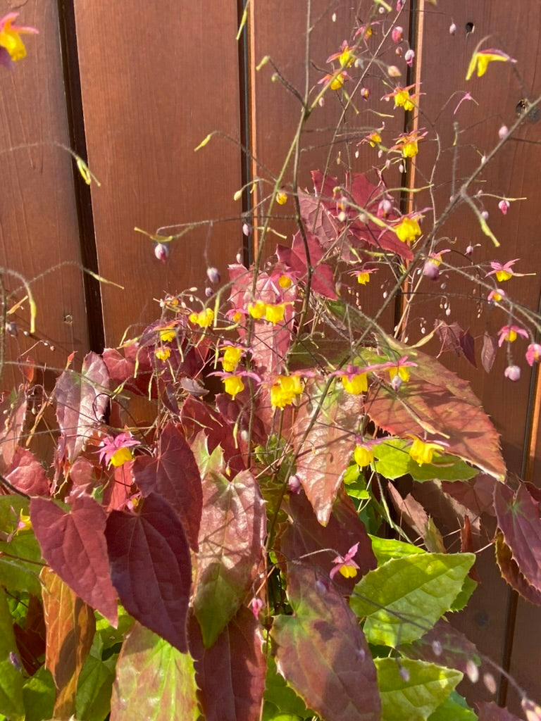 Epimedium ‘Wildside Ruby&#39;