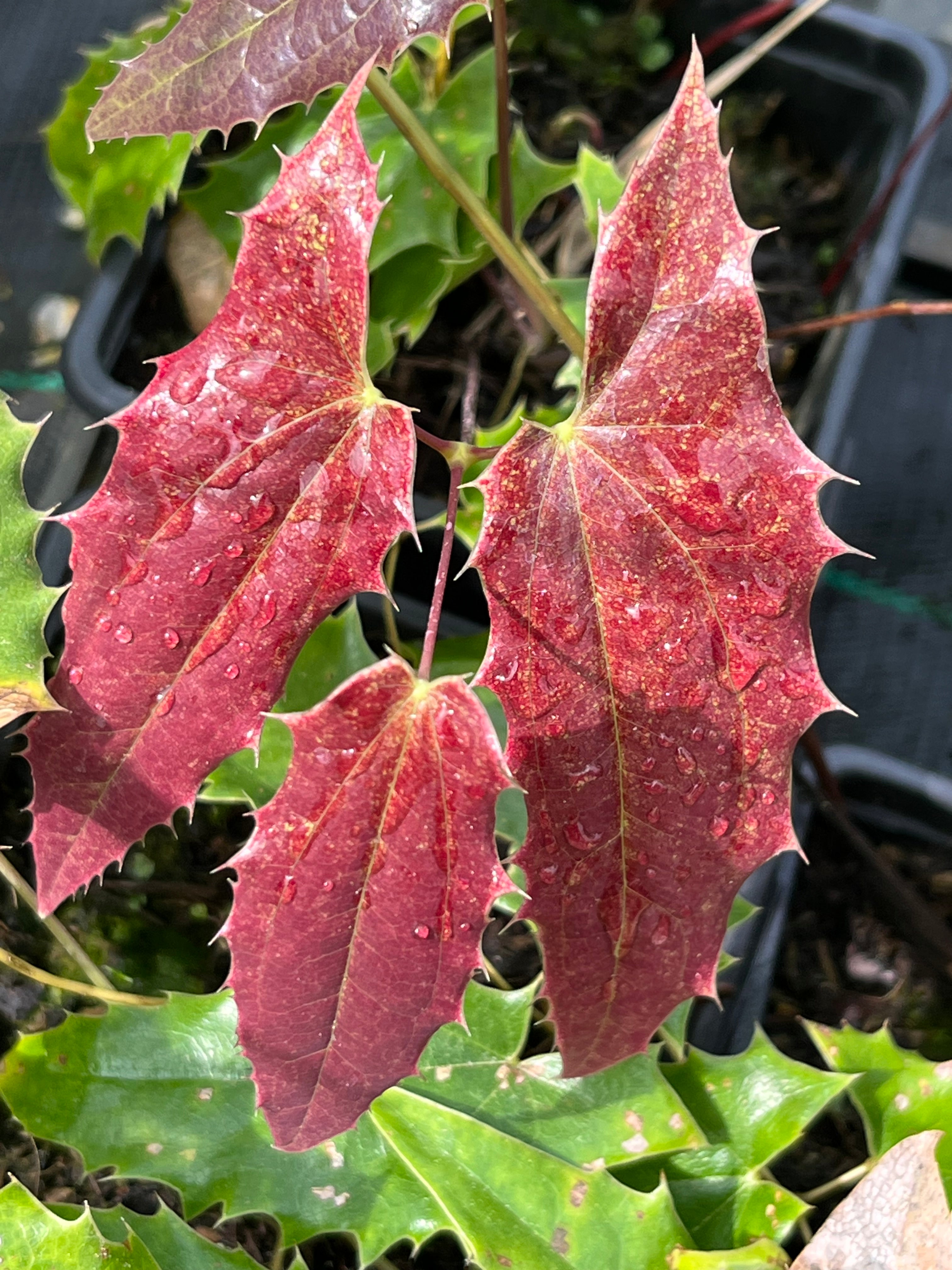Epimedium wushanense spiny-leaved form