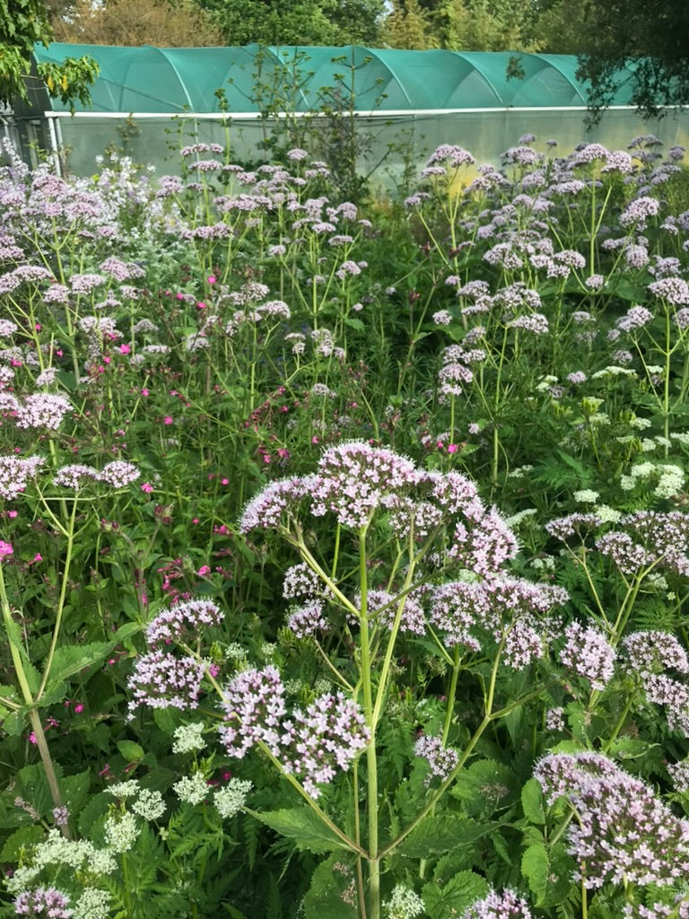 Valeriana pyrenaica