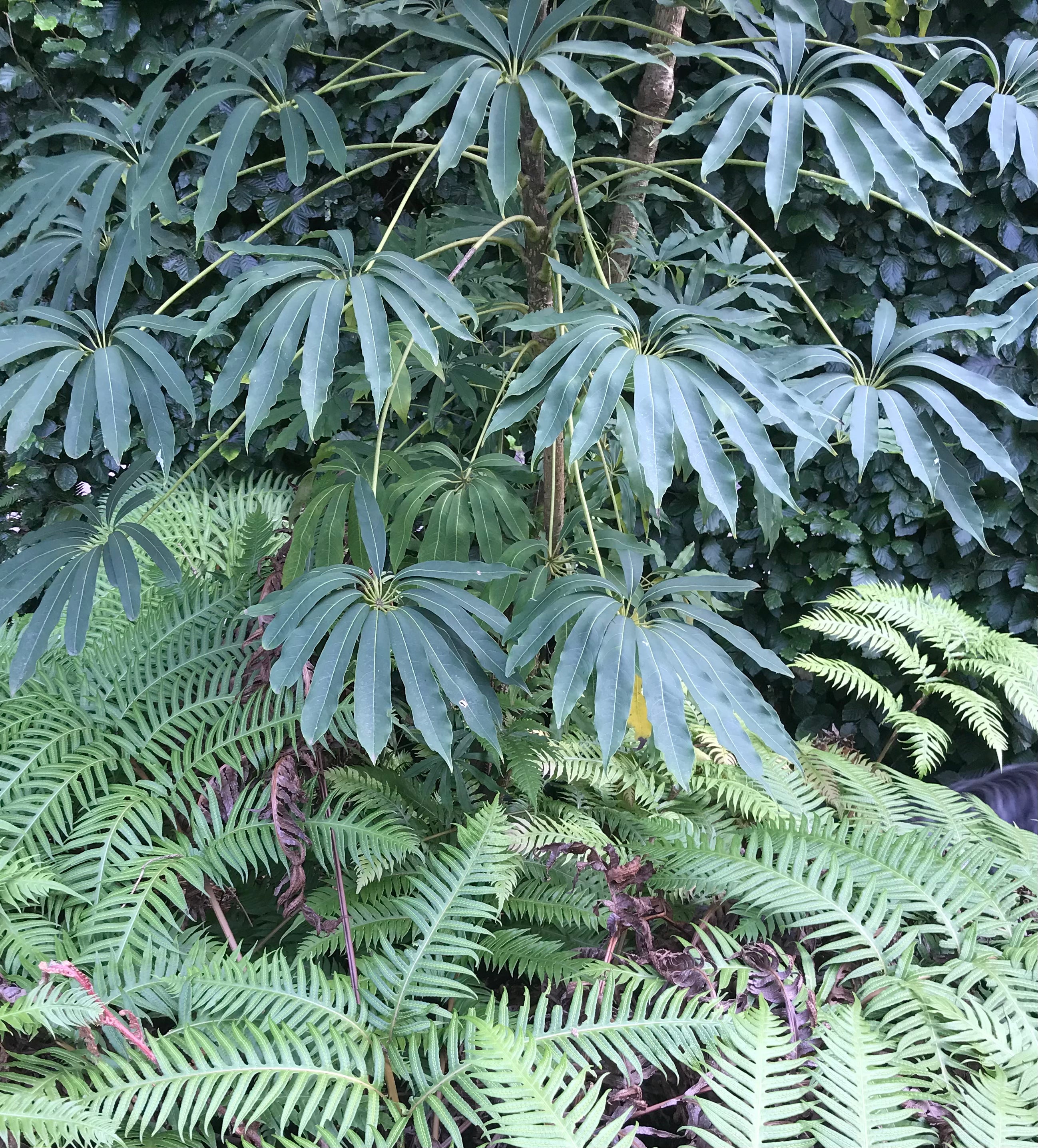 Schefflera taiwaniana (Heptapleurum taiwanianum)