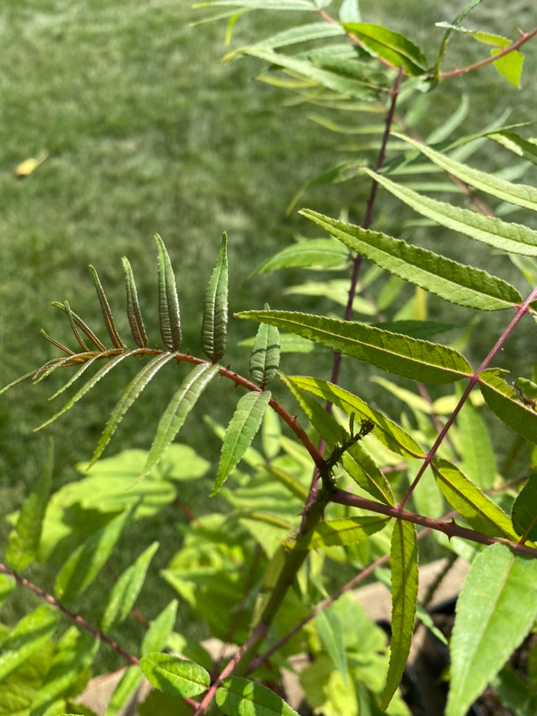 Zanthoxylum ailanthoides