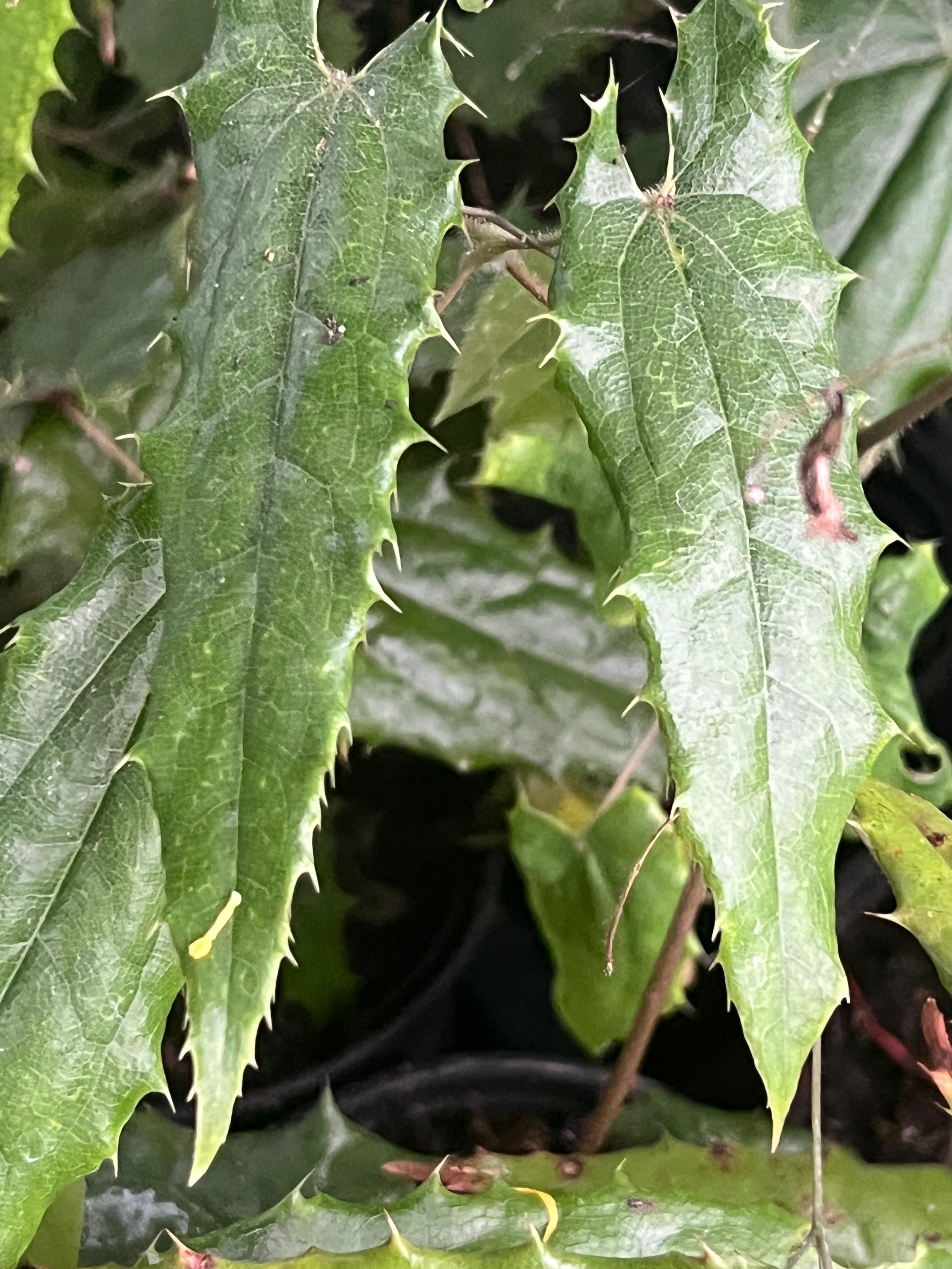 Epimedium illicifolium