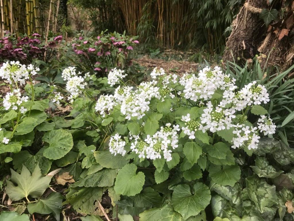 Pachyphragma macrophyllum