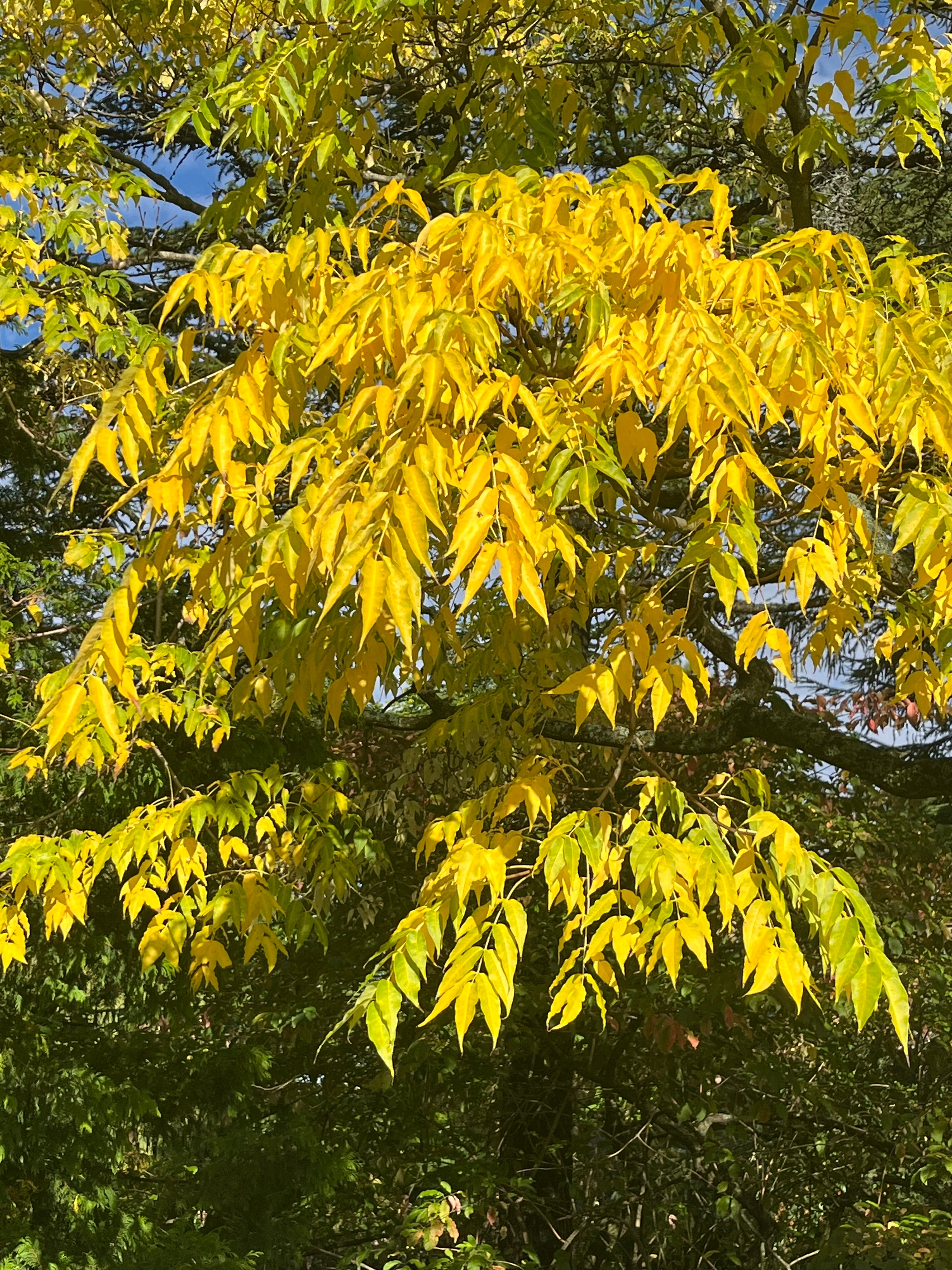 Phellodendron amurense