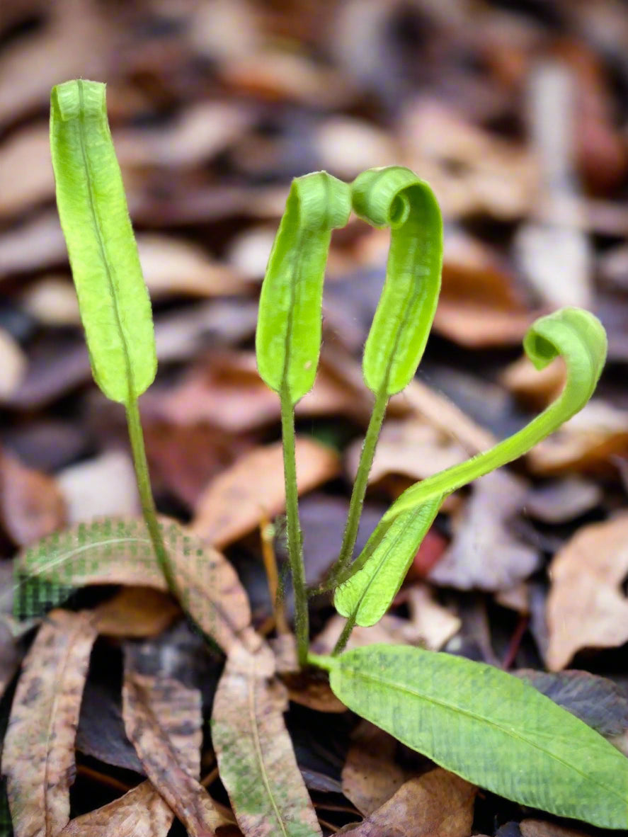 Deparia lancea