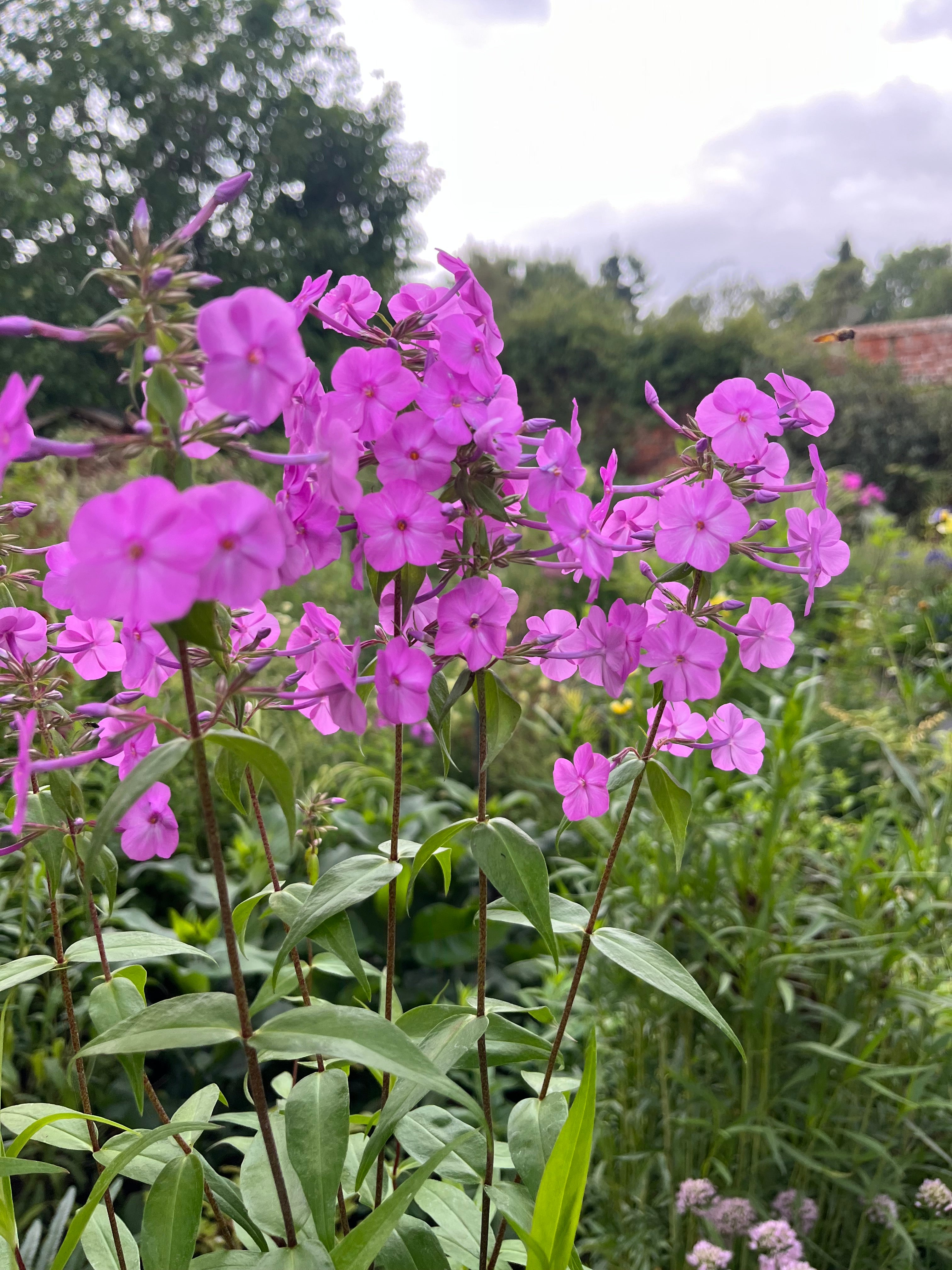 Phlox maculata 'Alpha'