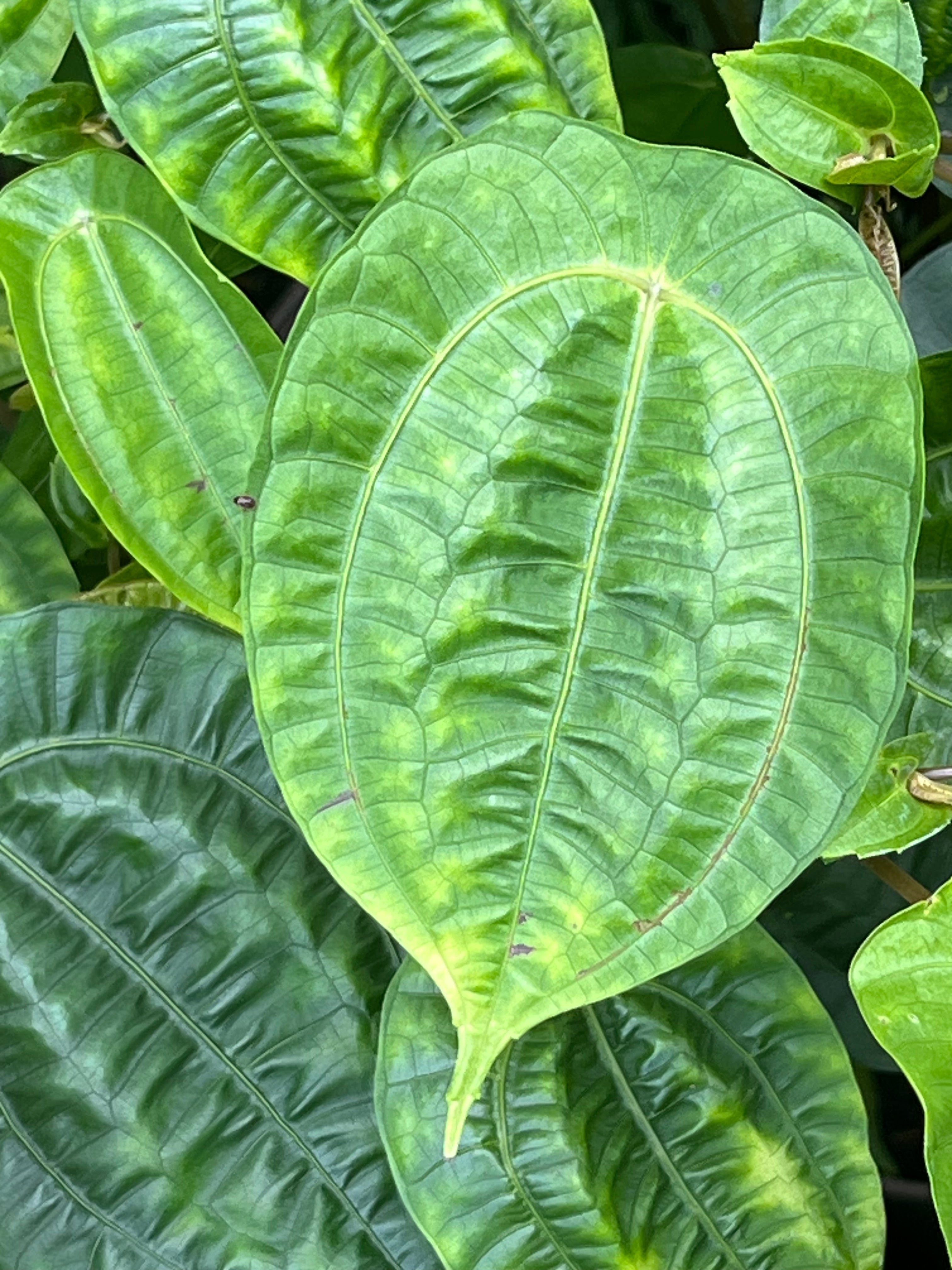 Pilea insolens