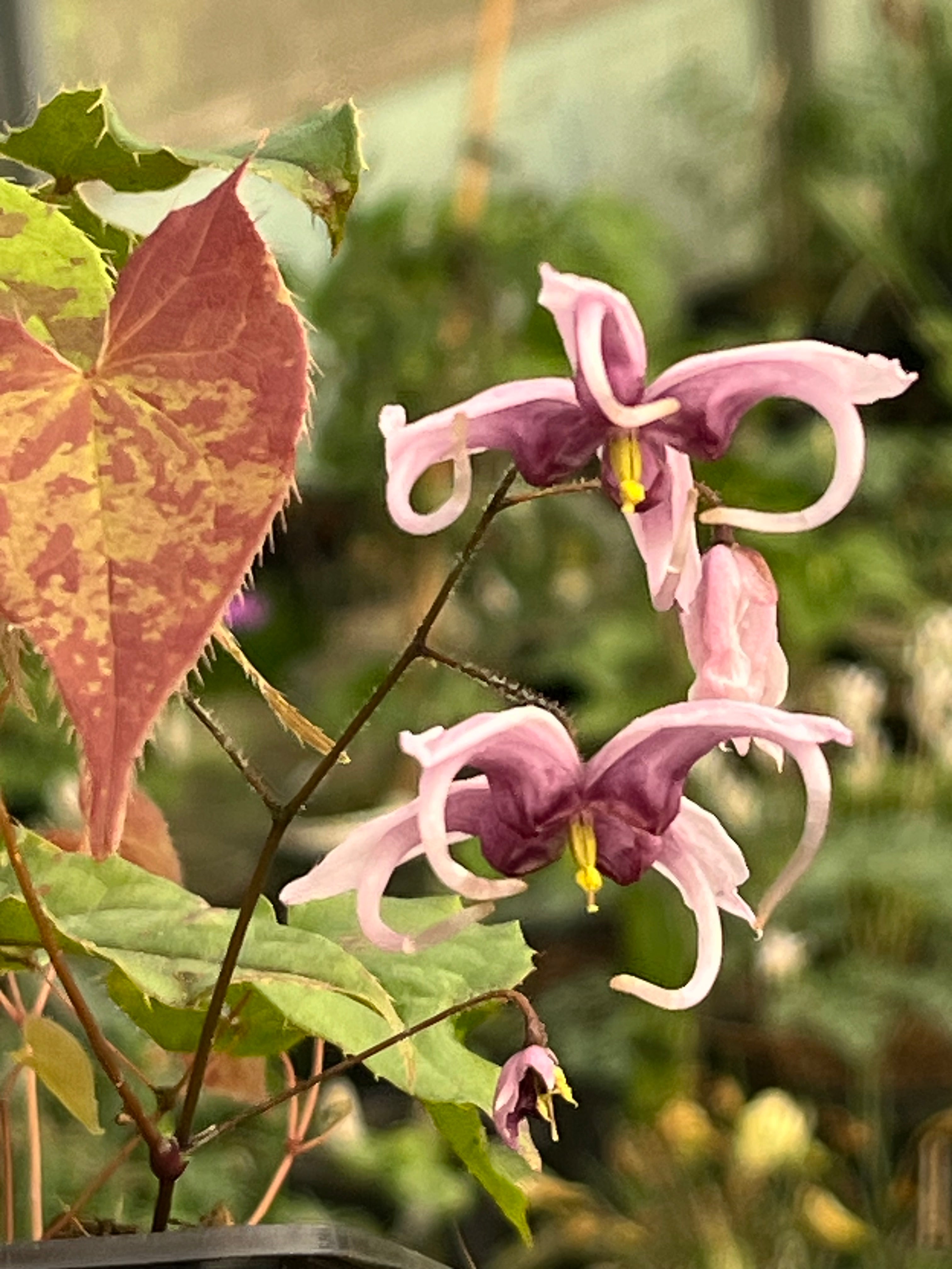 Epimedium 'Jinto Shan'