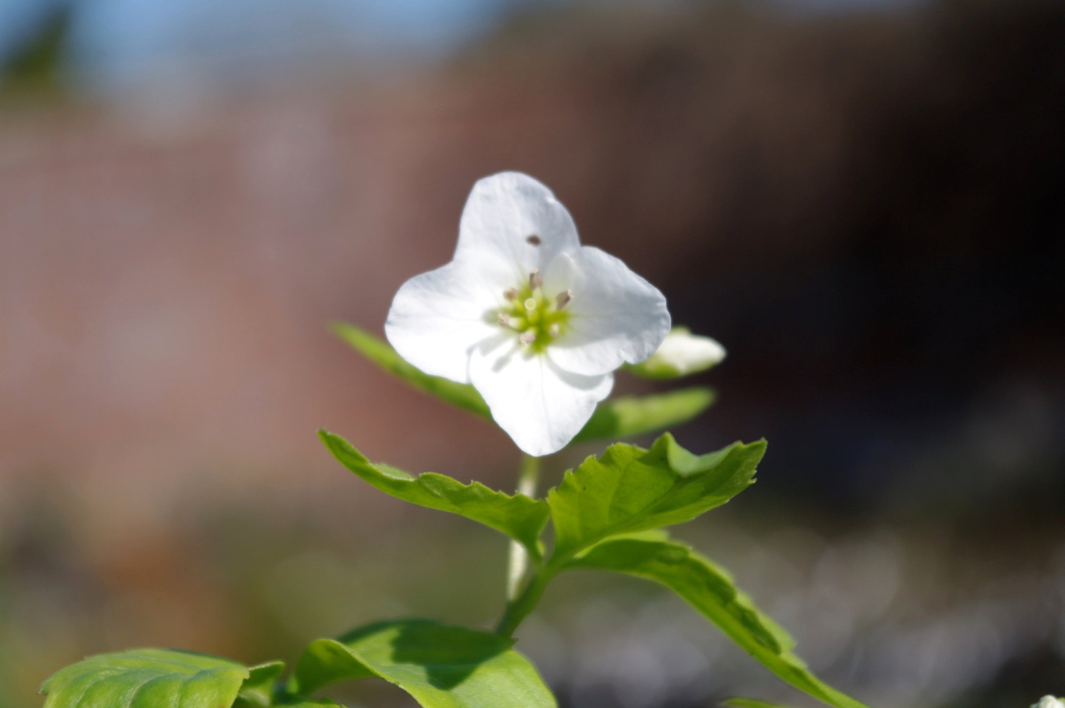 Cardamine waldsteinii