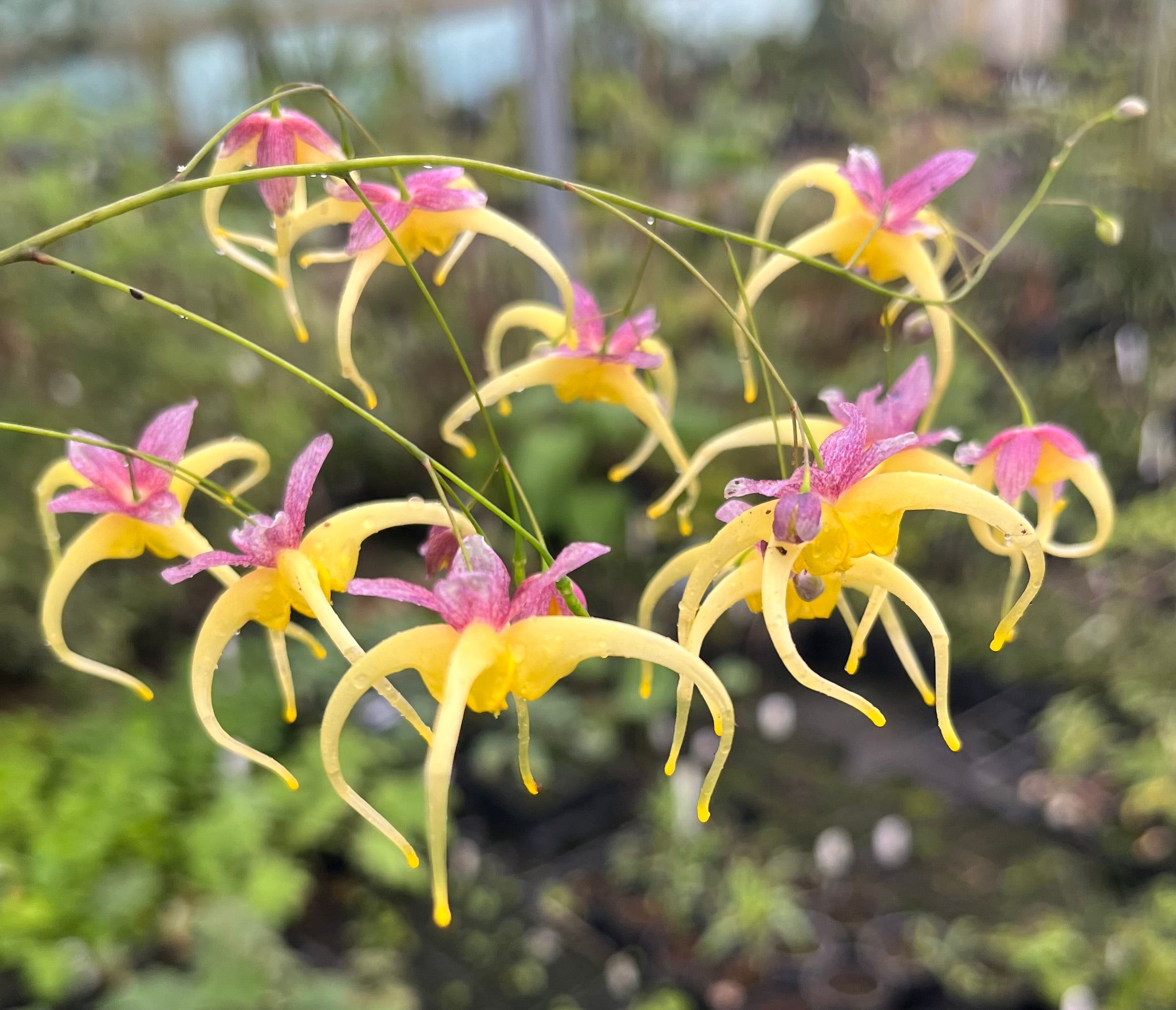 Epimedium 'Space Wagon'