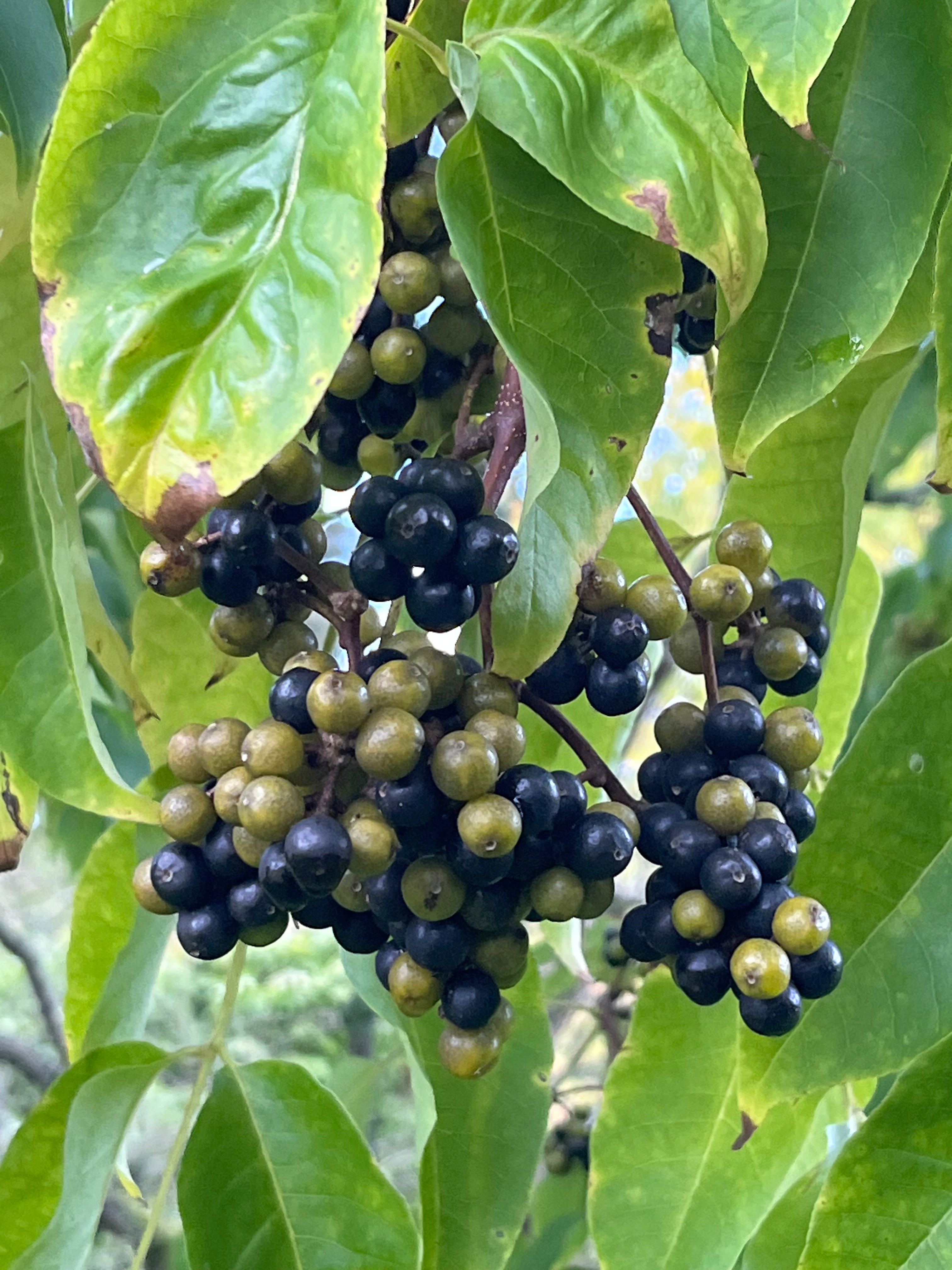 Phellodendron amurense
