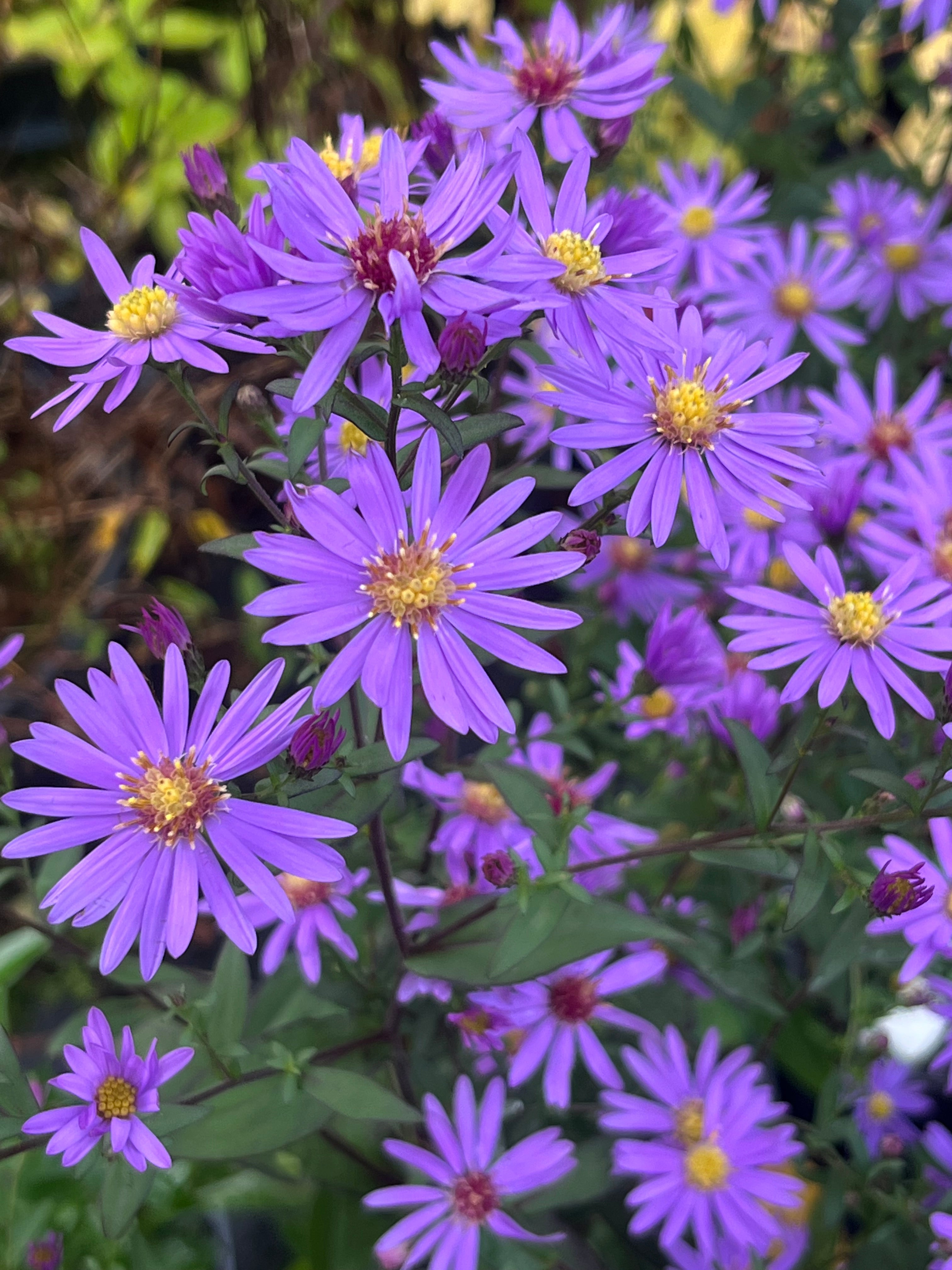 Aster (Symphyotrichum) 'Prairie Purple'