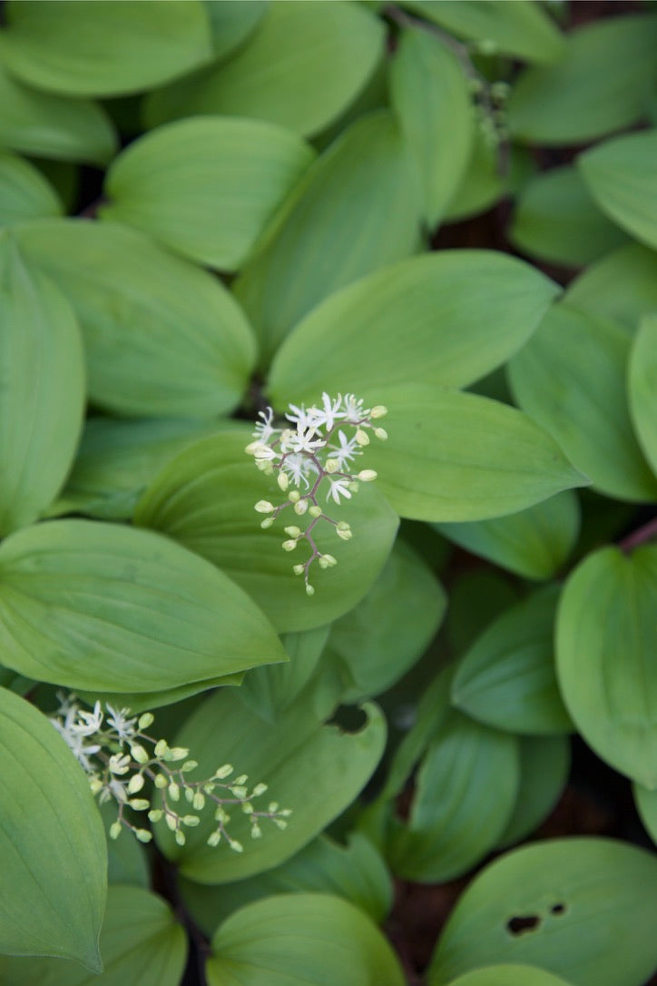 Maianthemum japonicum v. mandshurica BSWJ 7306