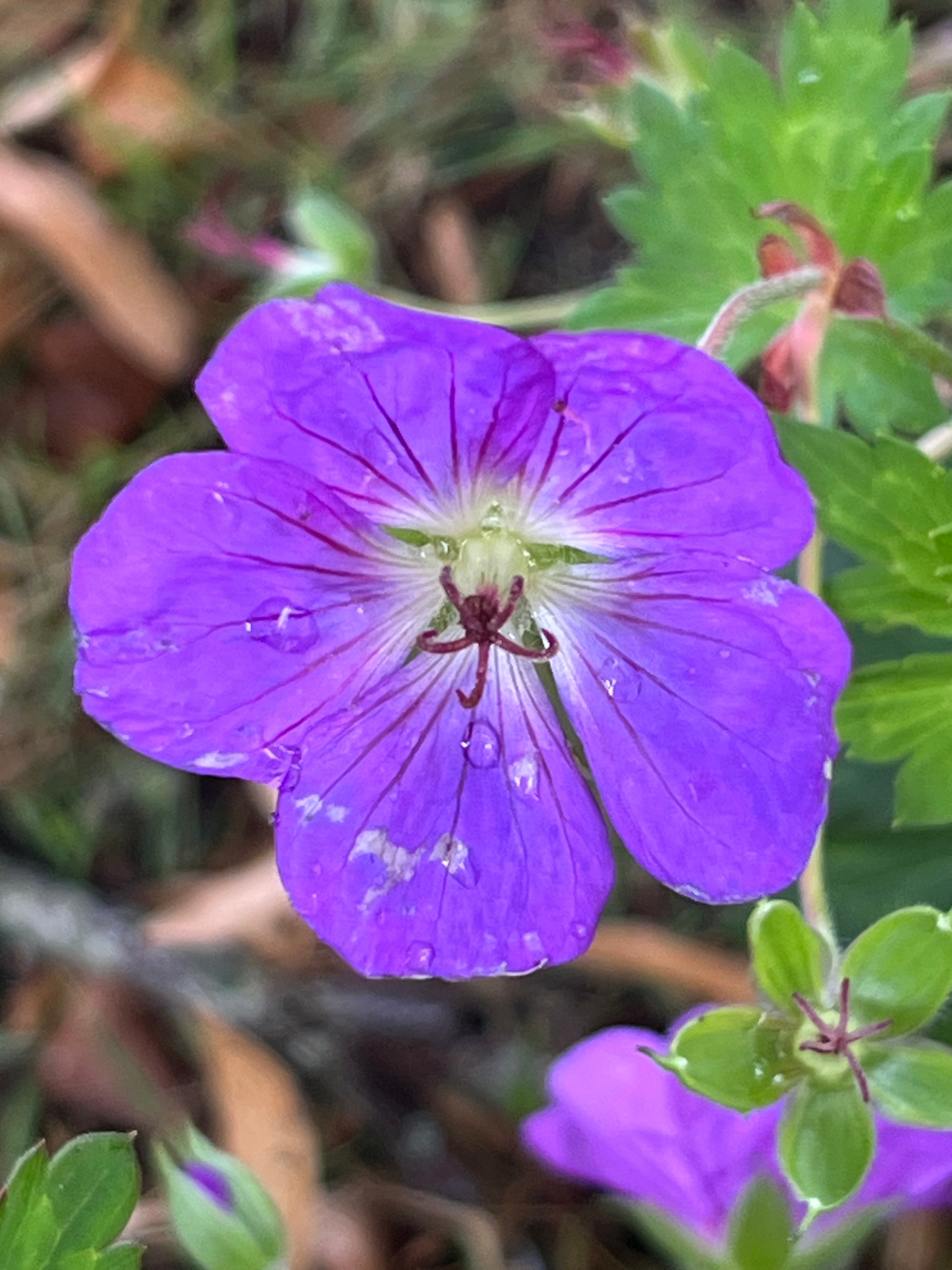 Geranium 'Rozanne' AGM