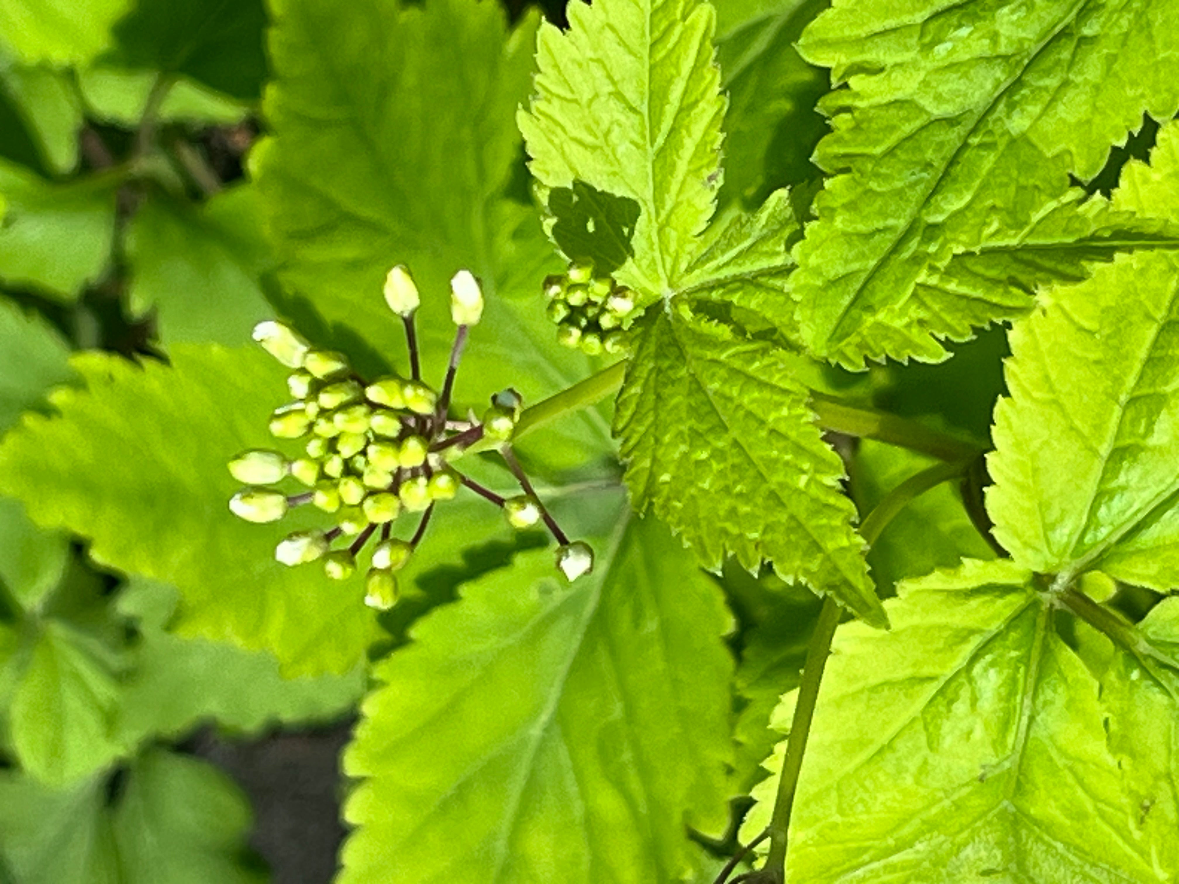 Cardamine yezoensis BSWJ 4659