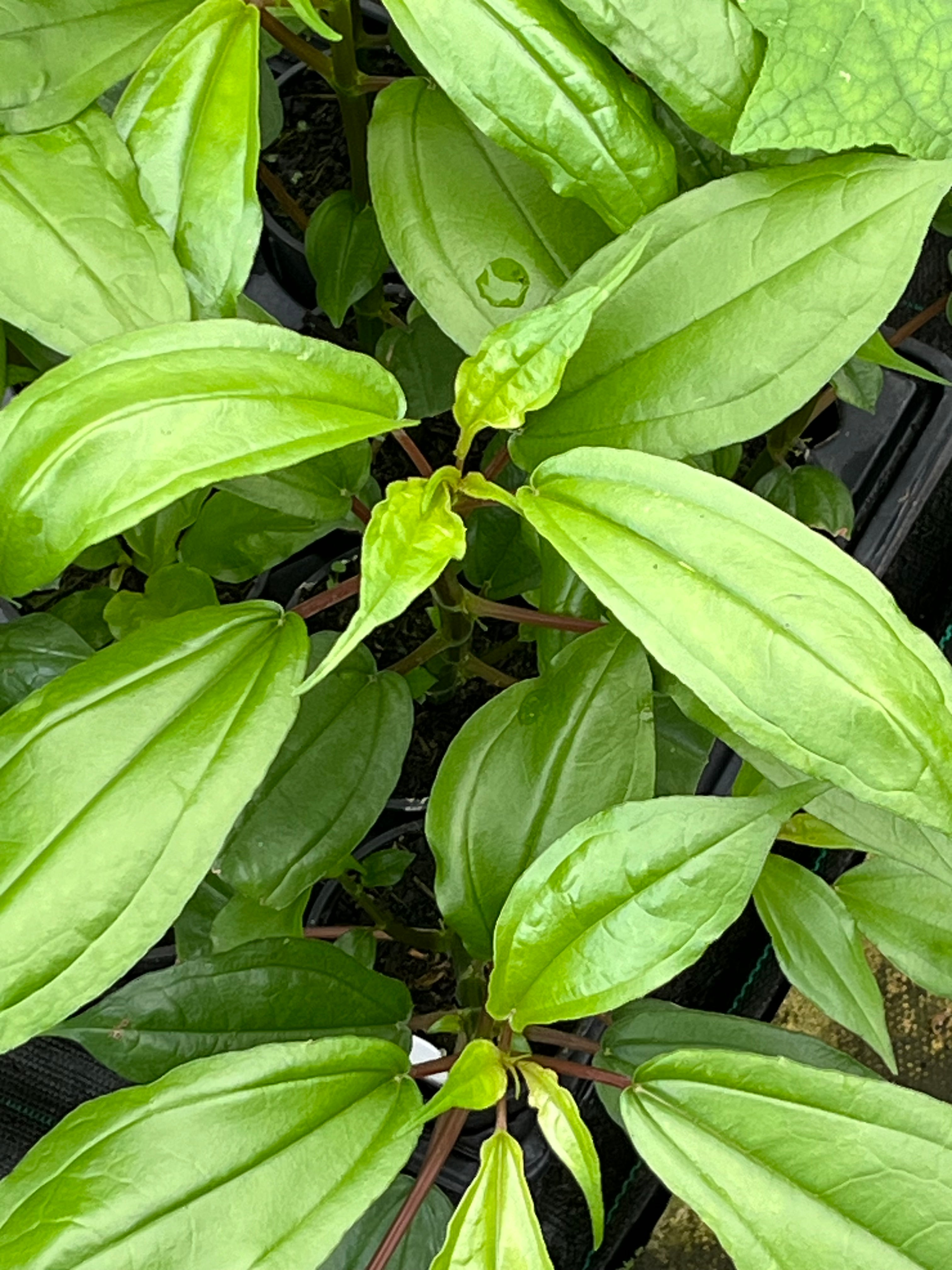 Pilea plataniflora ‘Glossy’ PB 09-1235