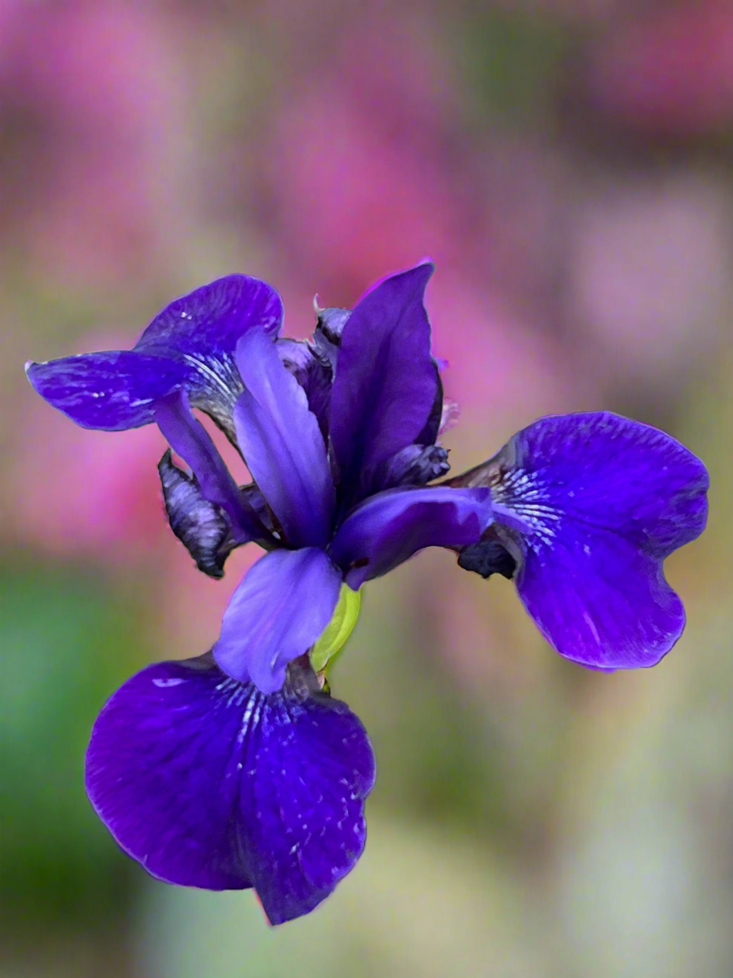 Iris sibirica ‘Pansy Purple’ AGM