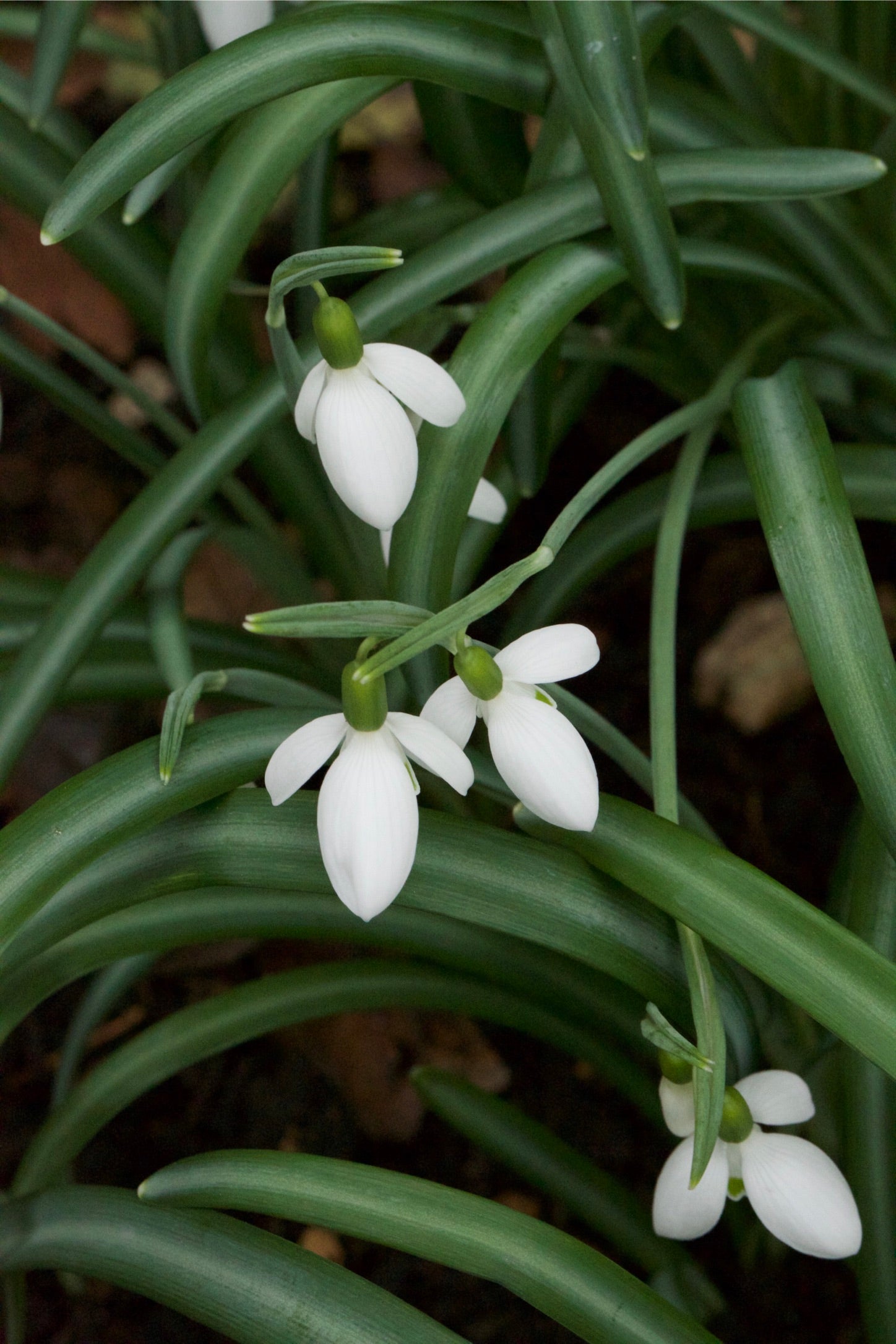 Galanthus reginae-olgae ssp. vernalis ‘Luca’