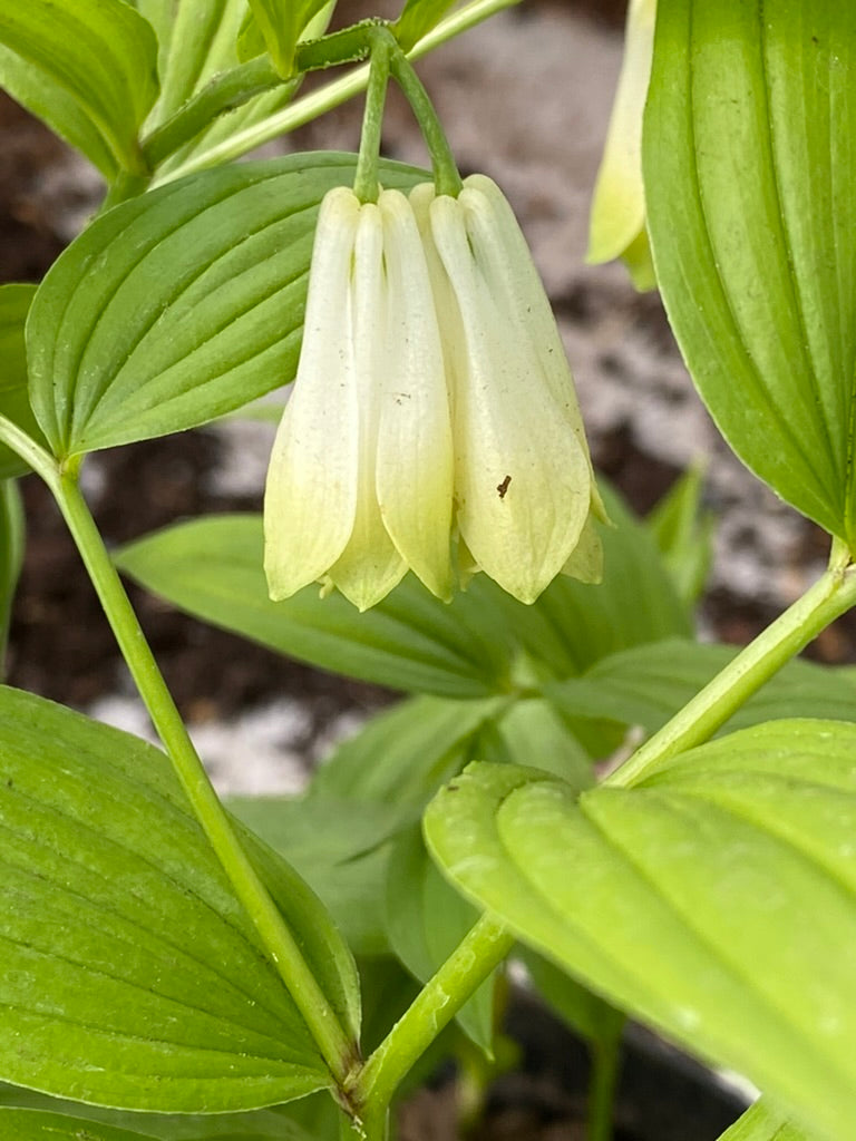 Disporum sessile f. macrophyllum BSWJ 4316