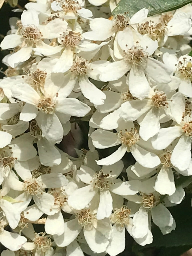 Rosa cymosa