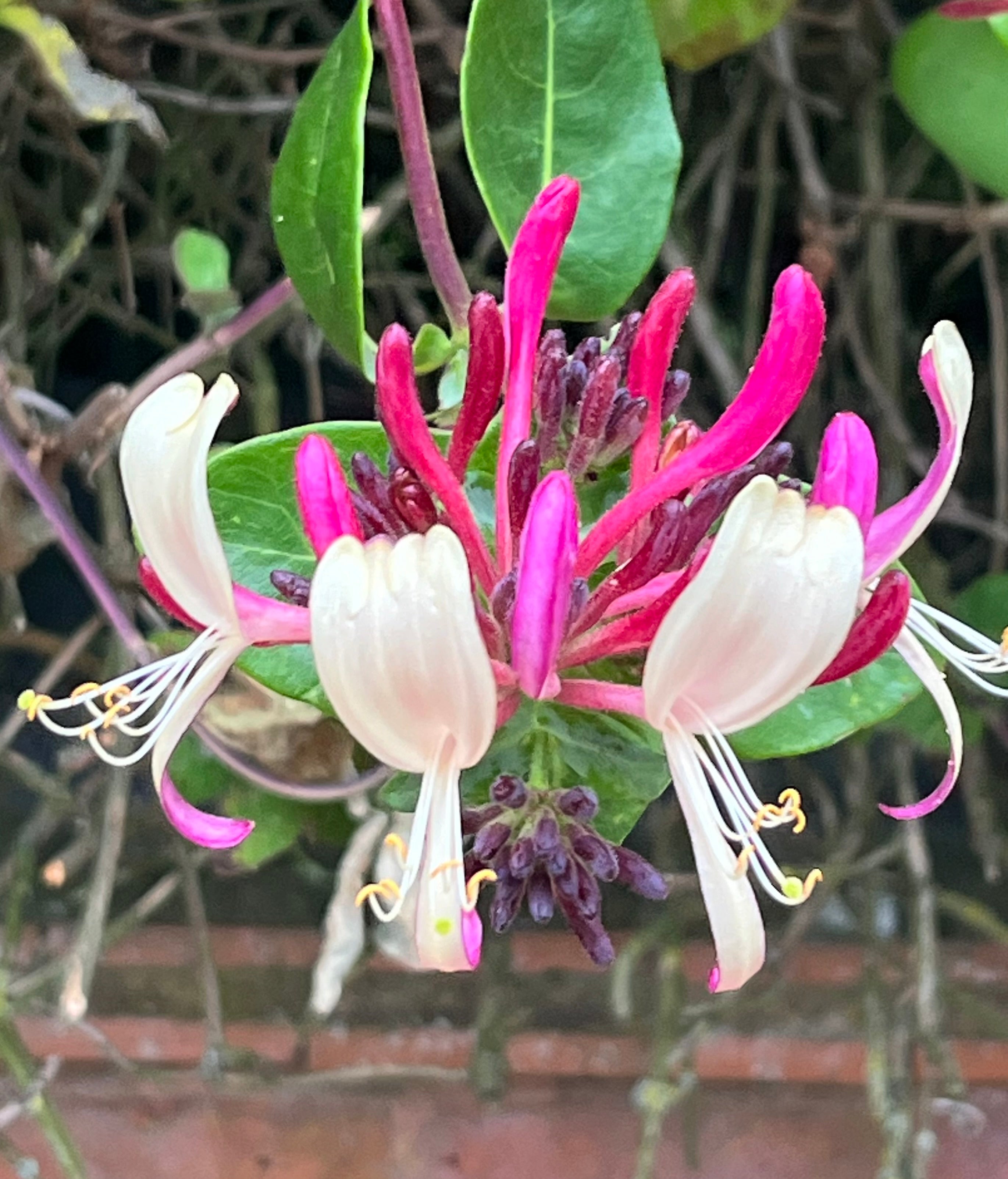 Lonicera periclymenum 'Serotina'
