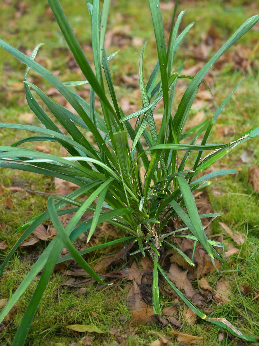 Ophiopogon aff. dracaenoides