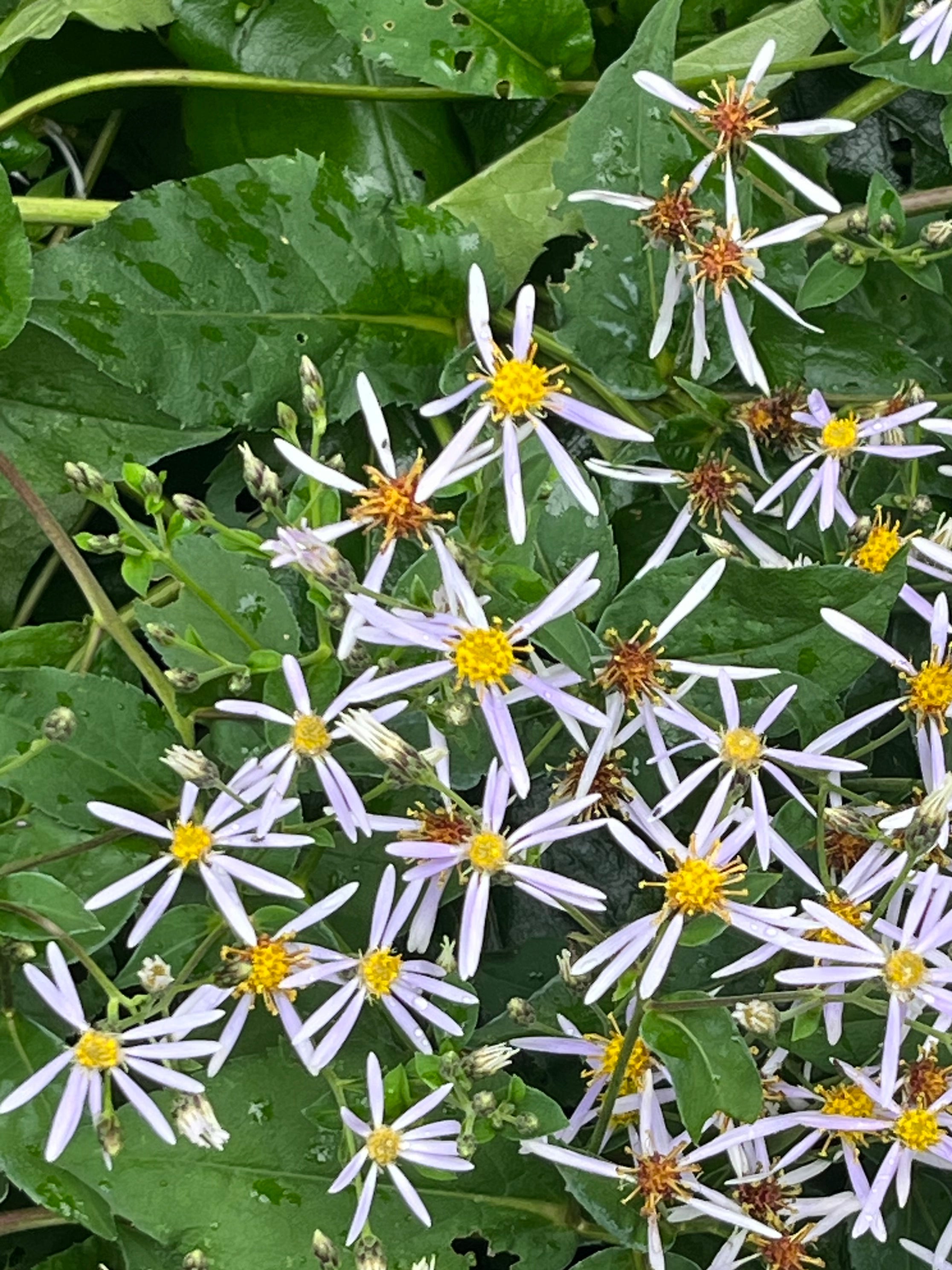 Eurybia macrophylla
