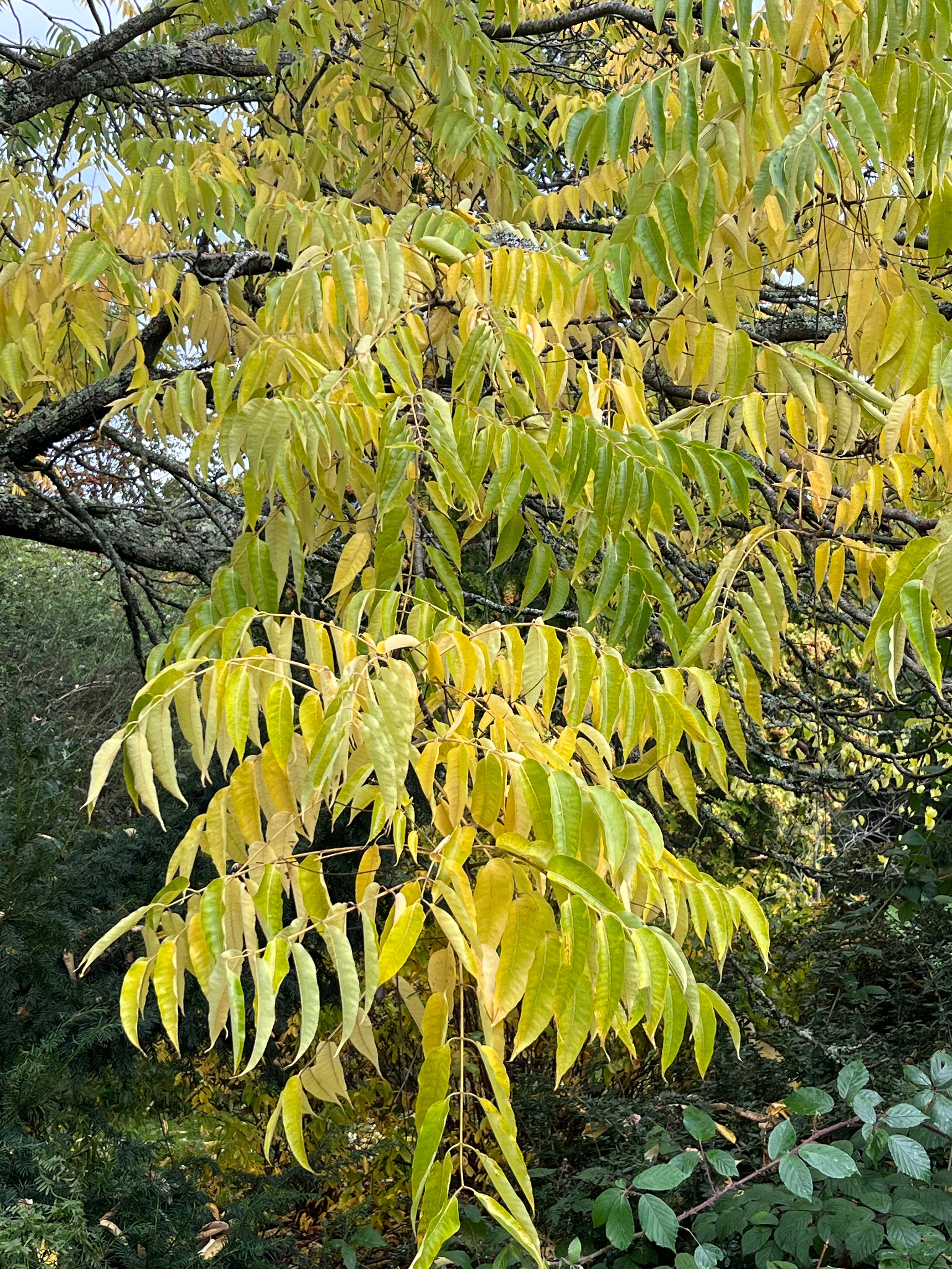 Phellodendron amurense