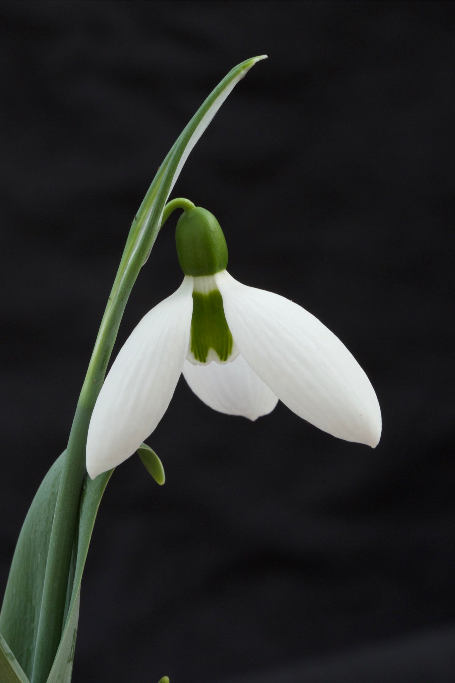 Galanthus ‘Brian Matthew’