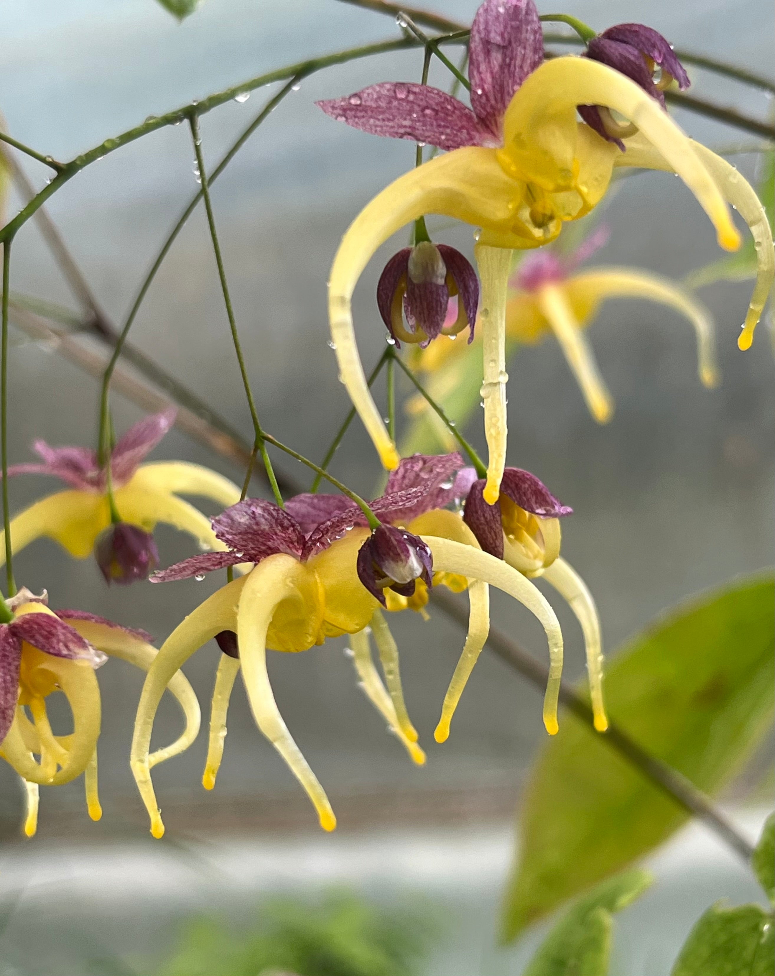 Epimedium 'Space Wagon'