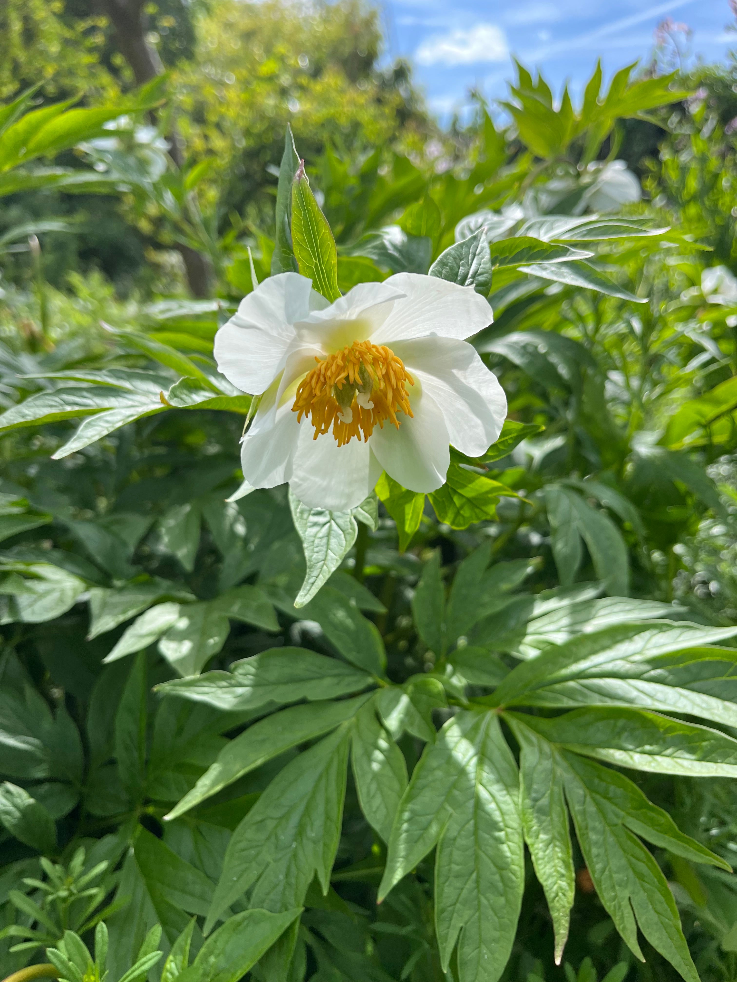 Paeonia emodi