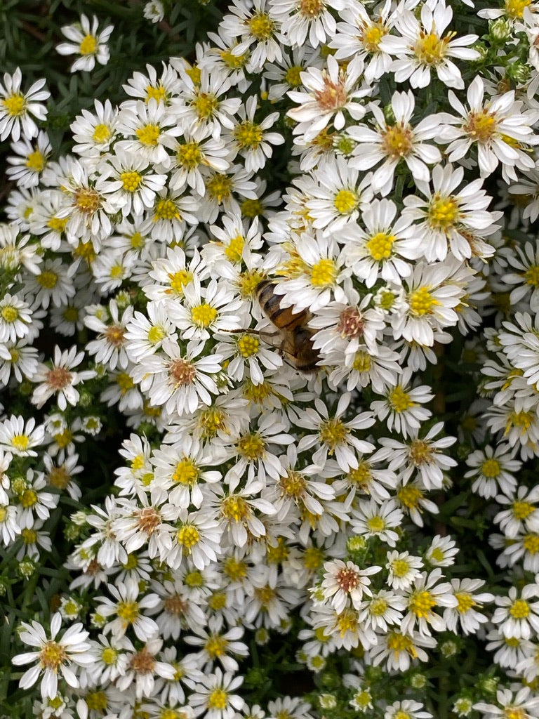 Symphyotrichum ericoides f. prostratum ‘Snow Flurry’ AGM