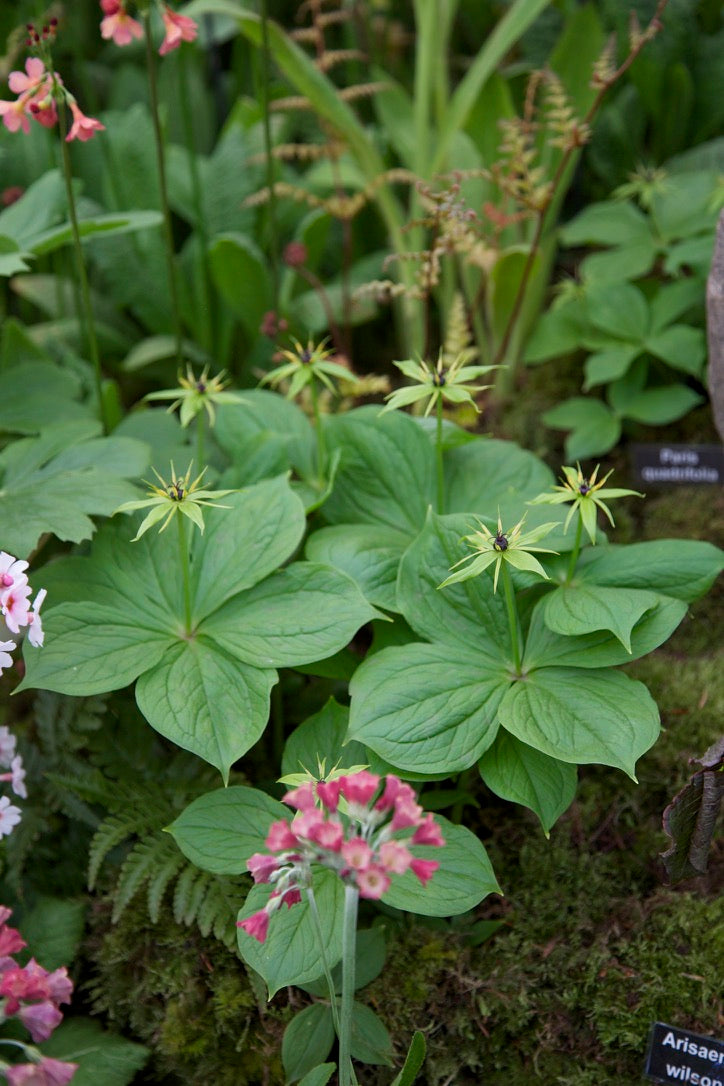 Paris quadrifolia