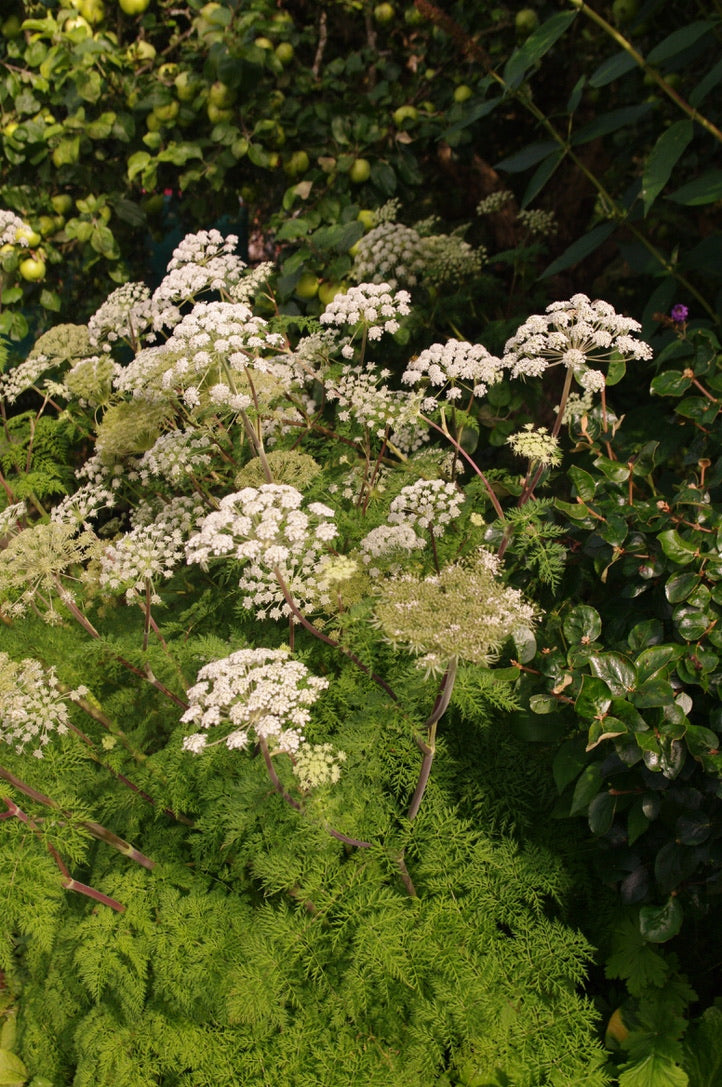 Selinum wallichianum