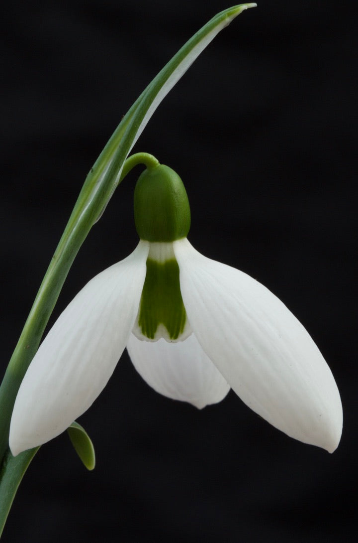 Galanthus ‘Brian Matthew’