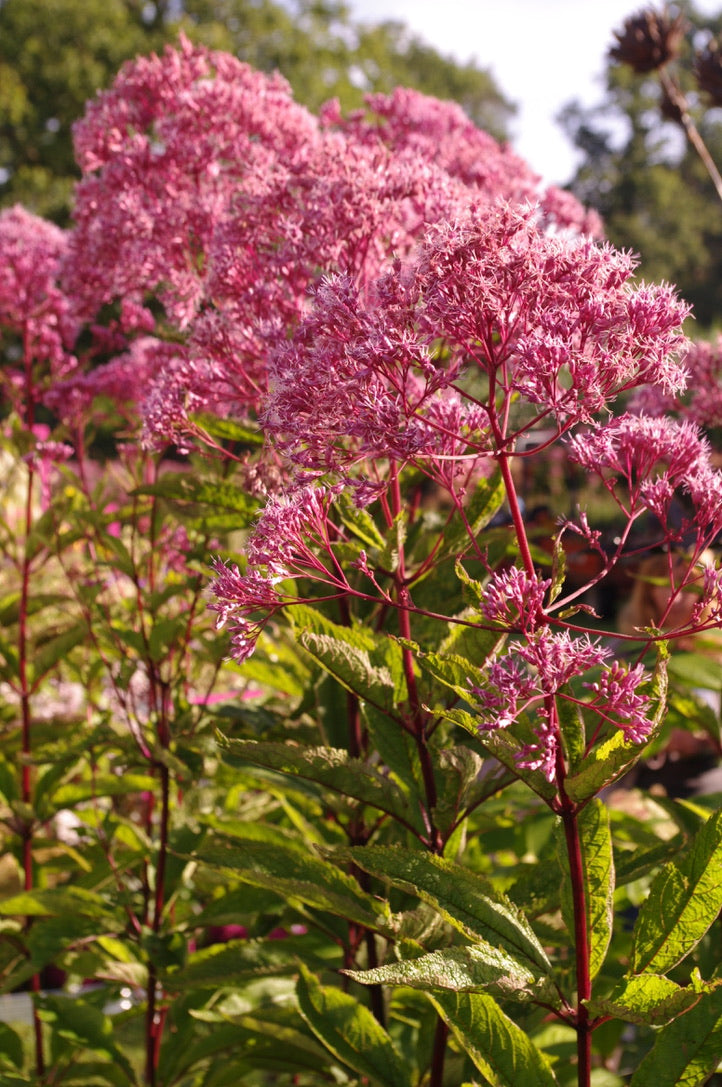 Eupatorium maculatum ‘Riesenschirm’ AGM