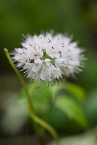 Hydrophyllum virginianum