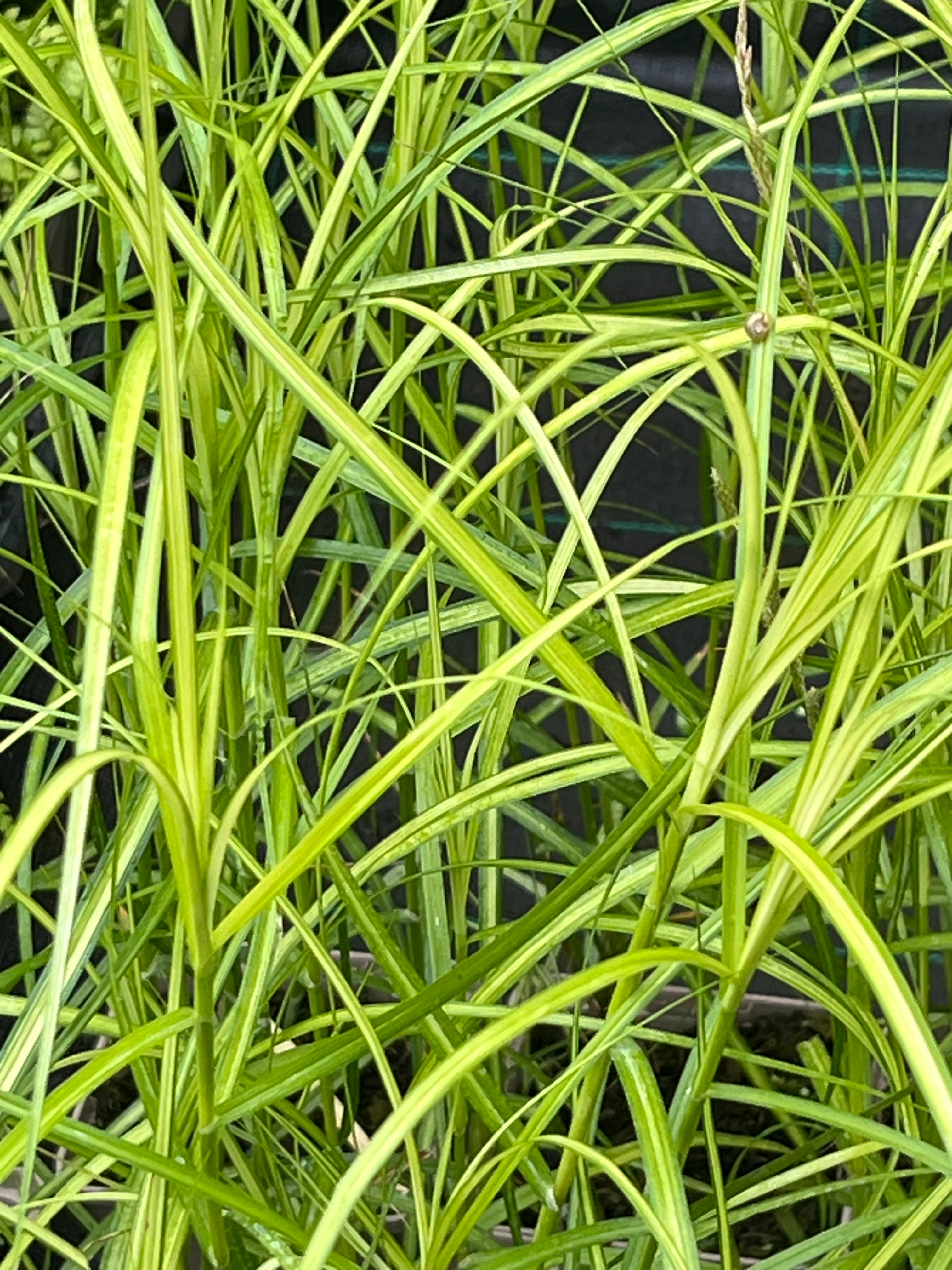 Carex muskingumensis ‘Oehme’
