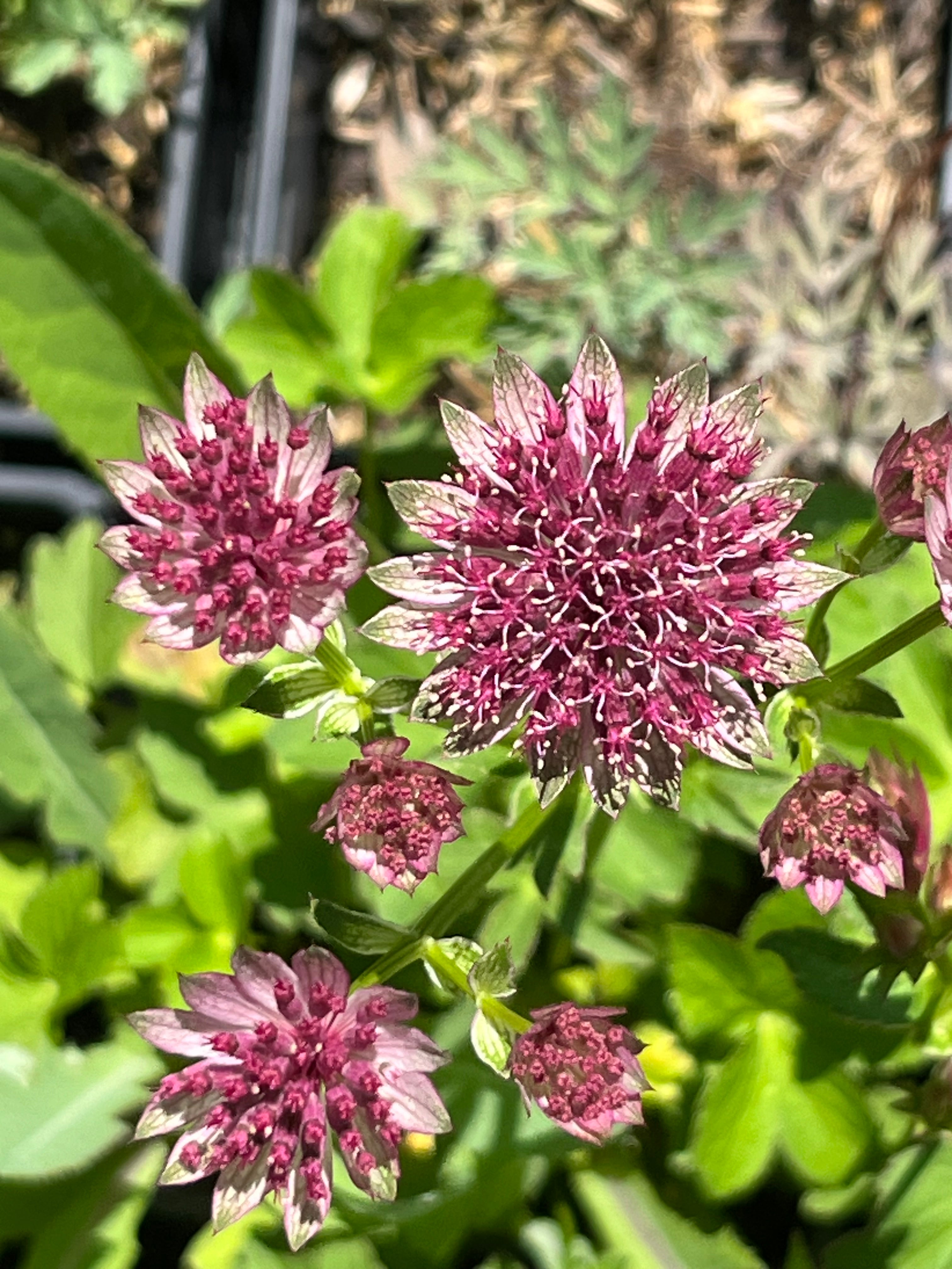 Astrantia ‘Roma’