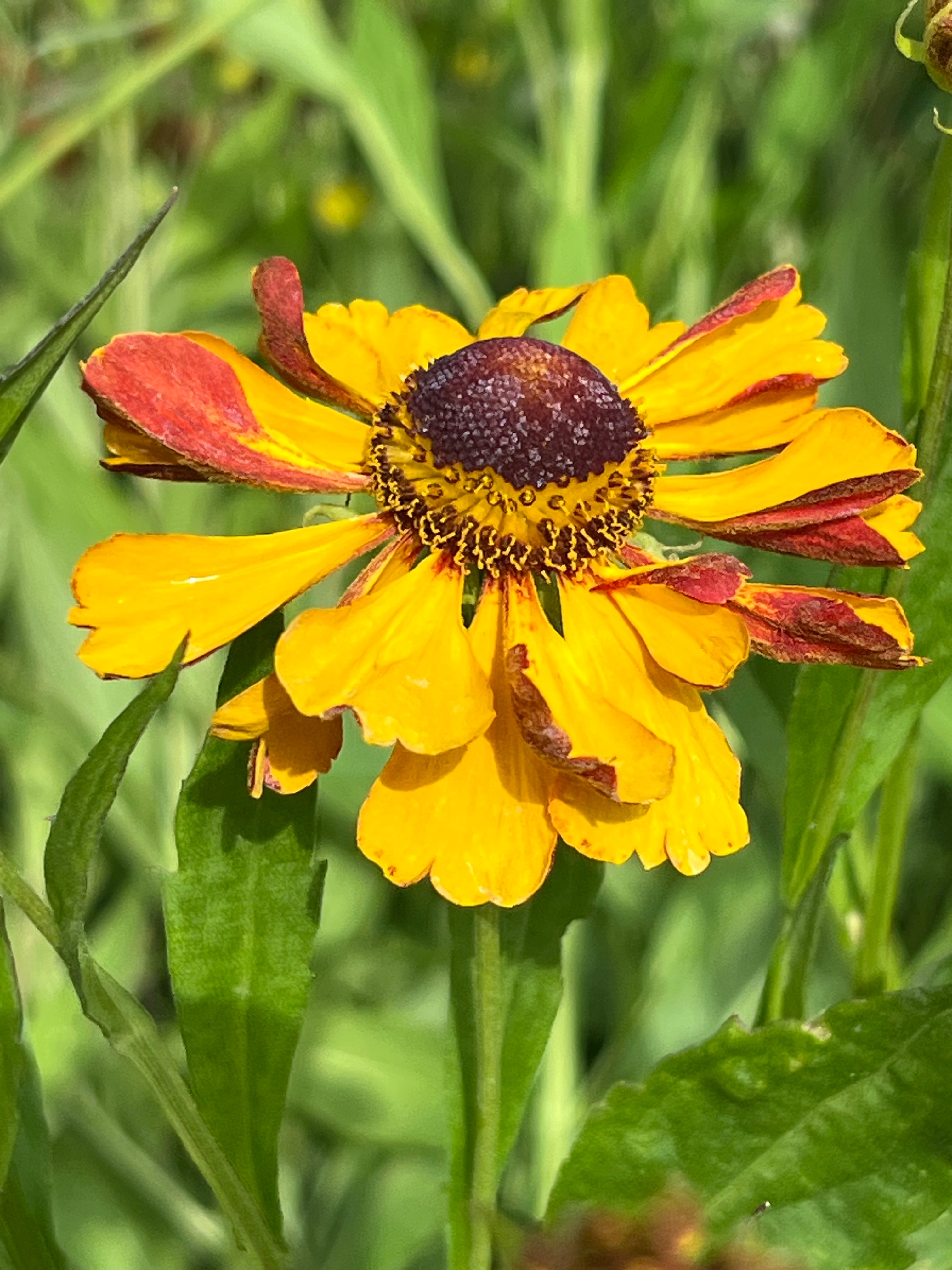 Helenium ‘Rauchtopas'