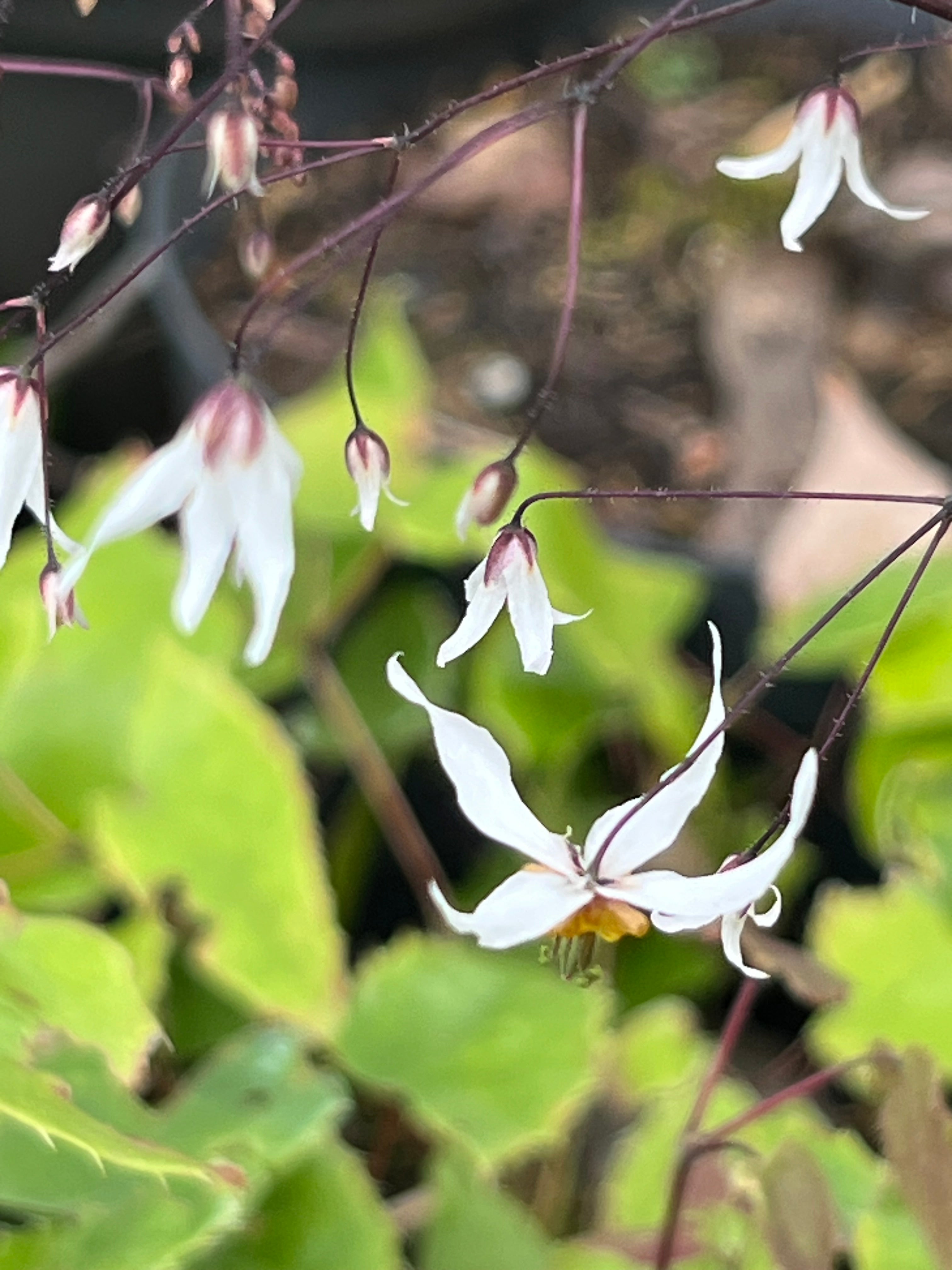 Epimedium pubescens 'Shaanxi Forms' CC 022556