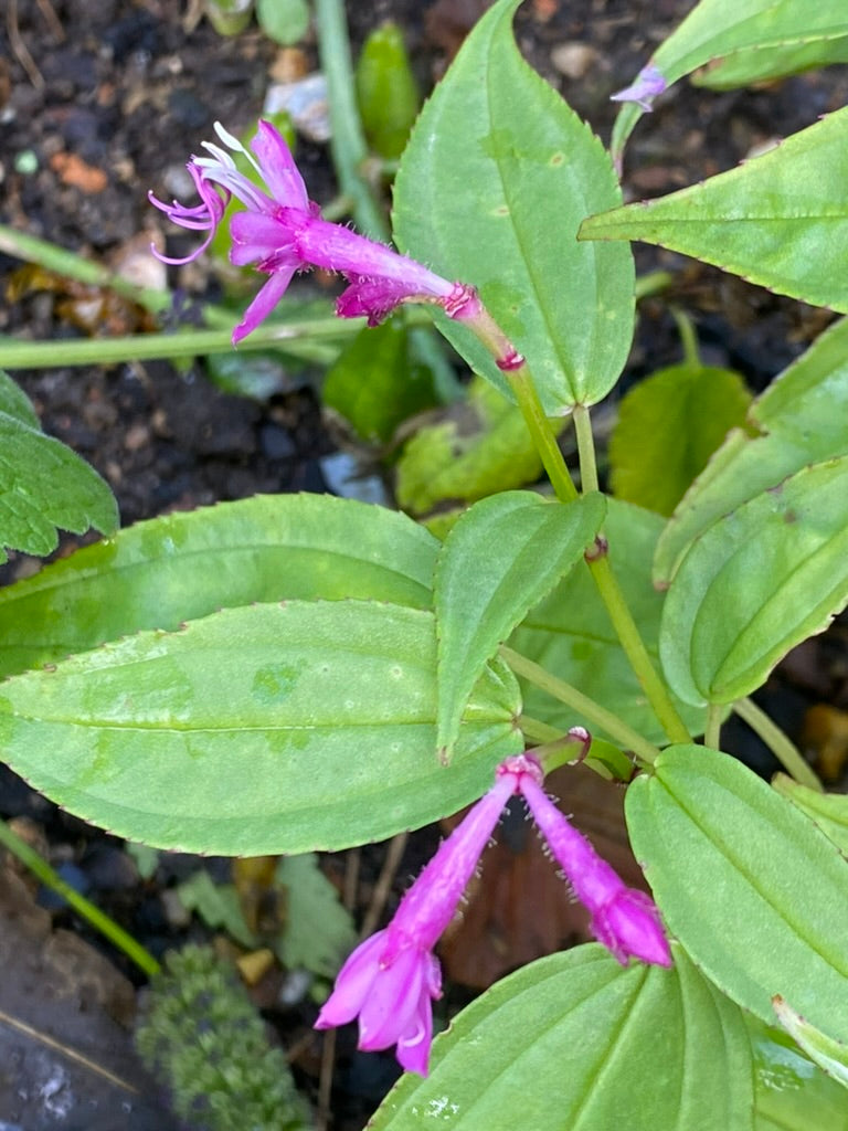 Fordiophyton faberi